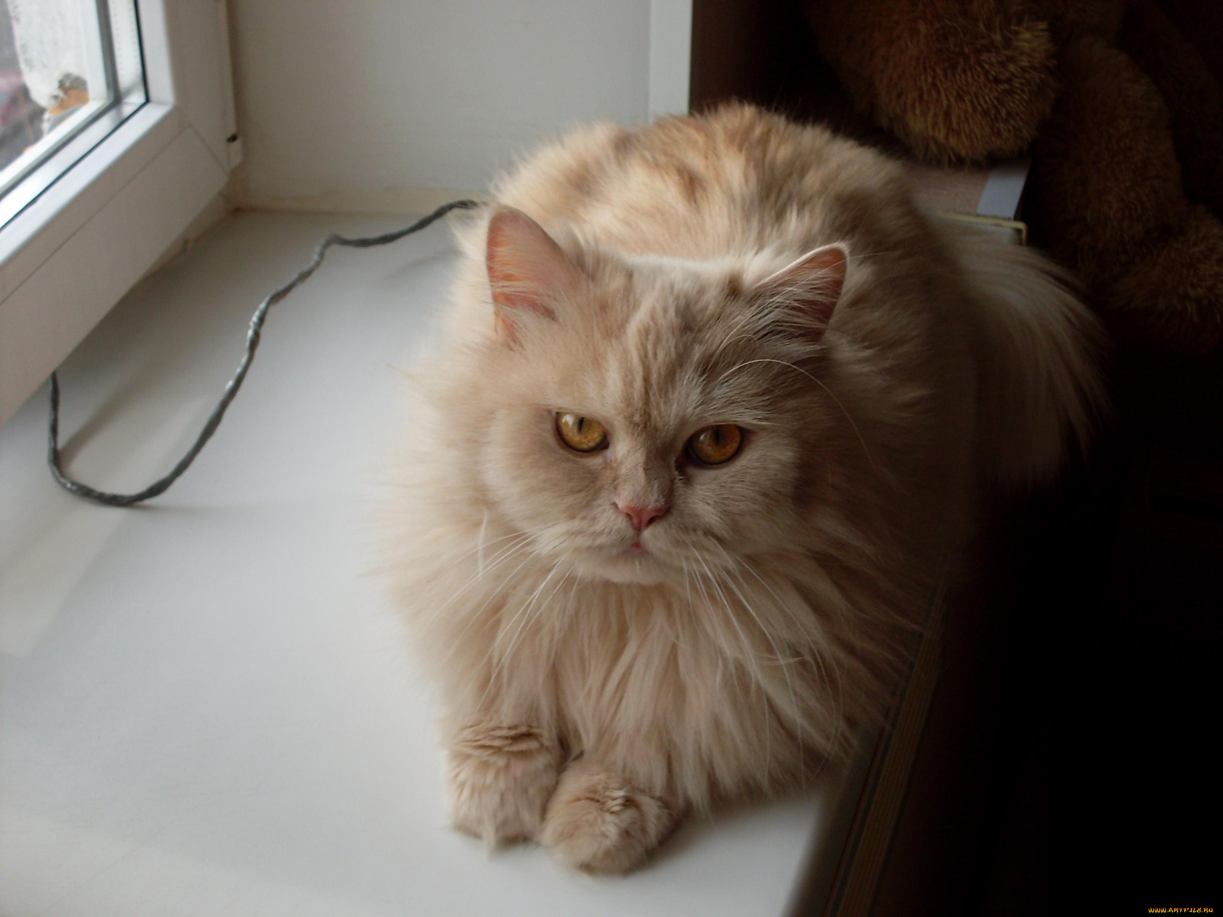 котик, животные