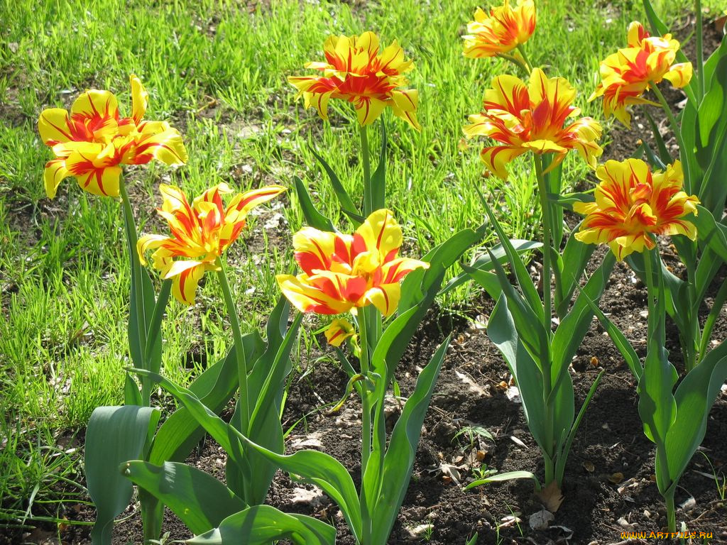 цветы, тюльпаны