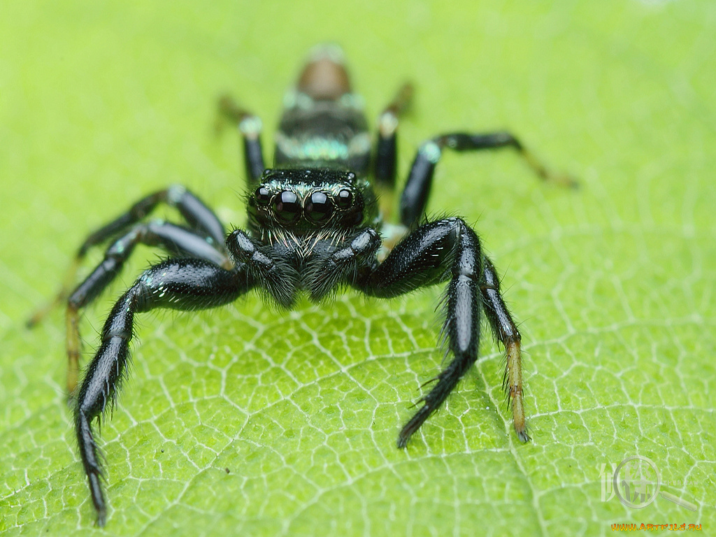 животные, пауки