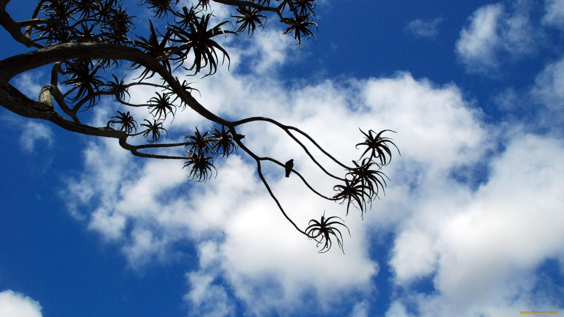 природа, деревья