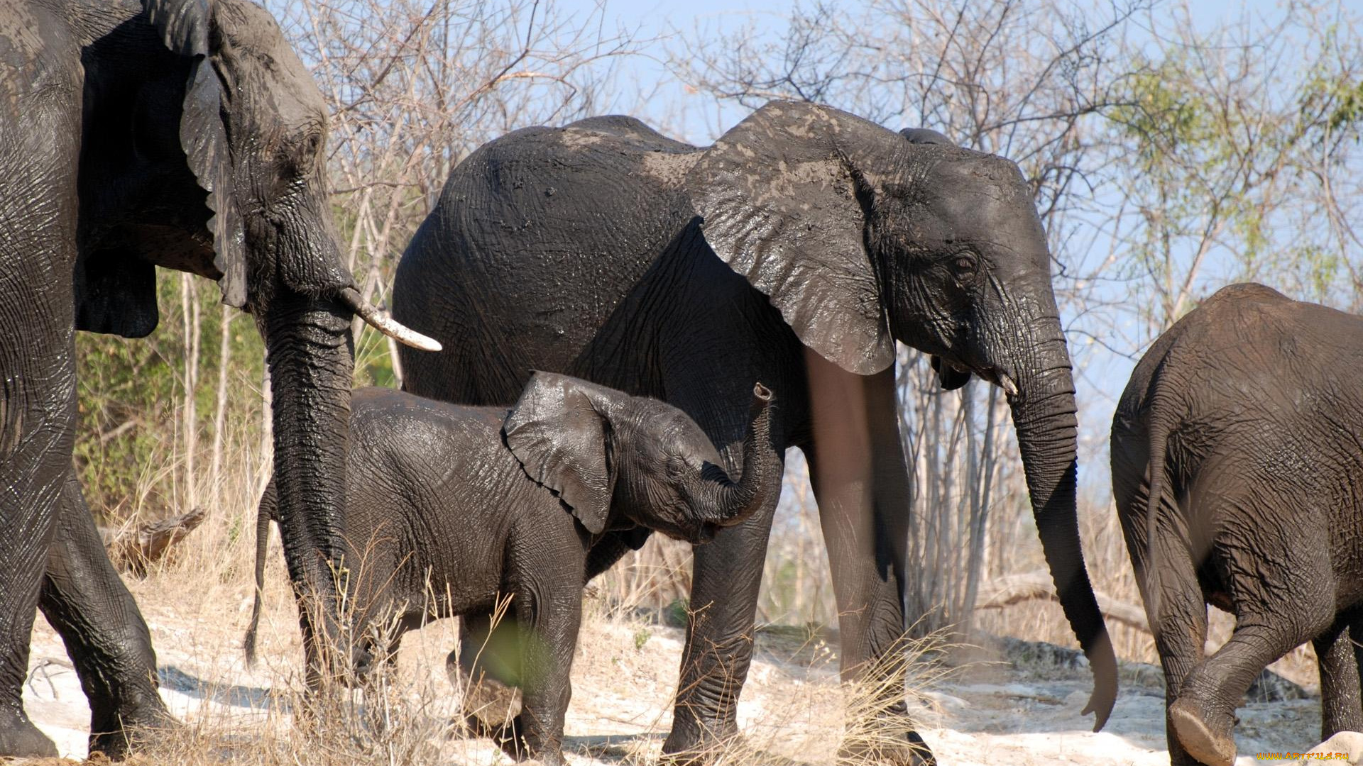 животные, слоны