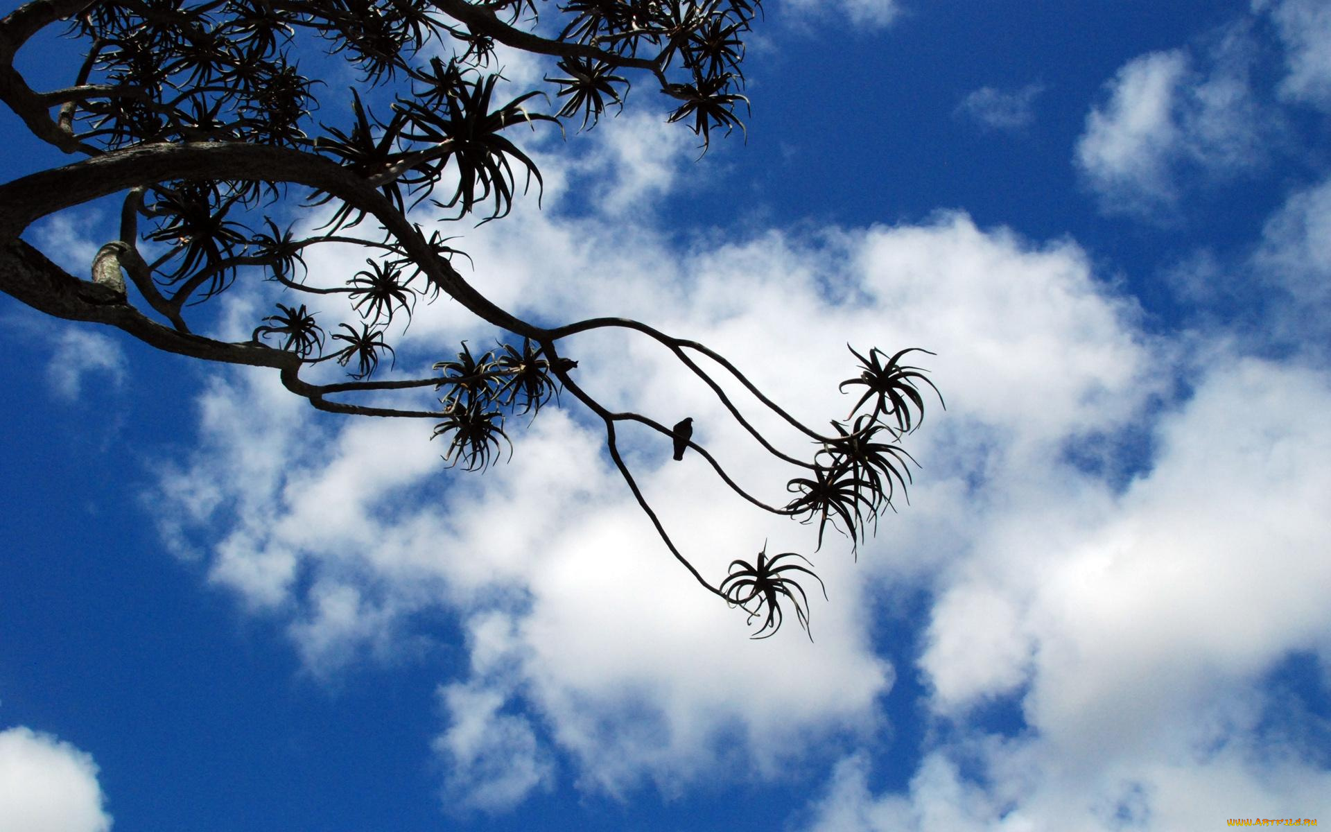 природа, деревья