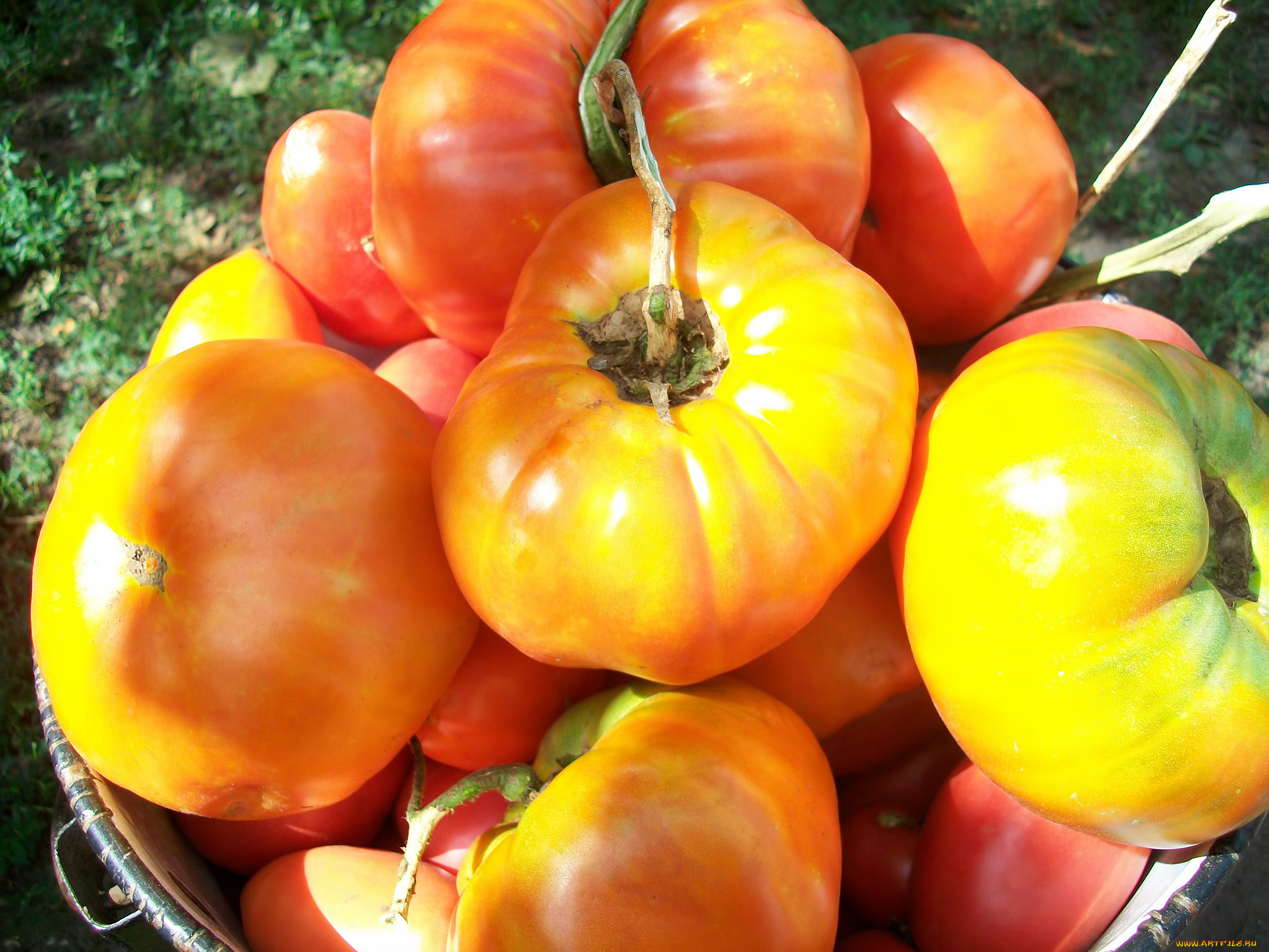 еда, помидоры