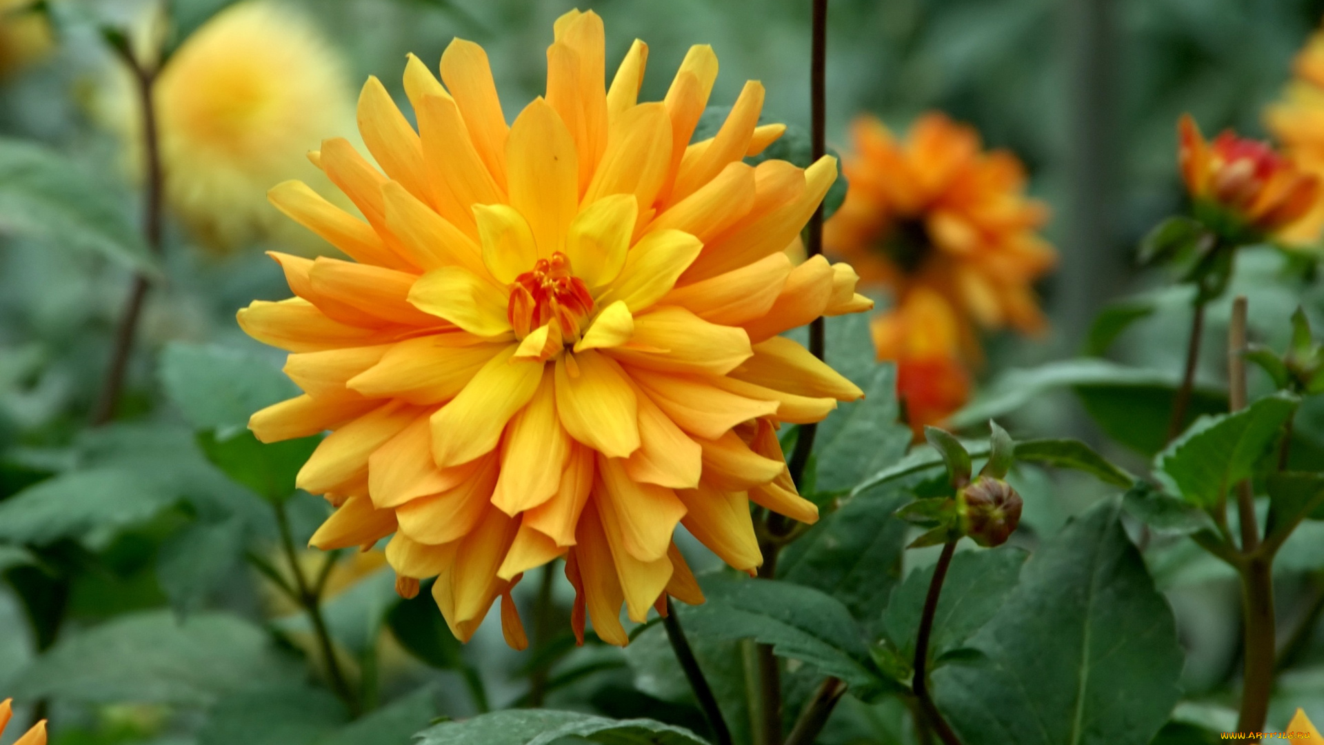 цветы, георгины, круглый, желтый