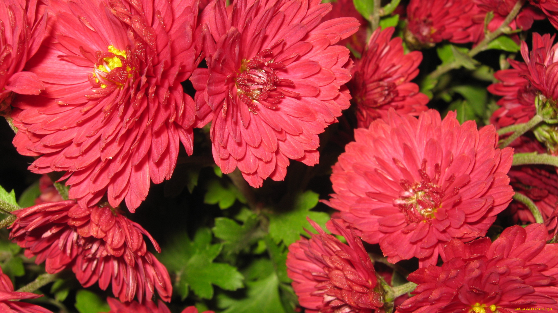 цветы, хризантемы