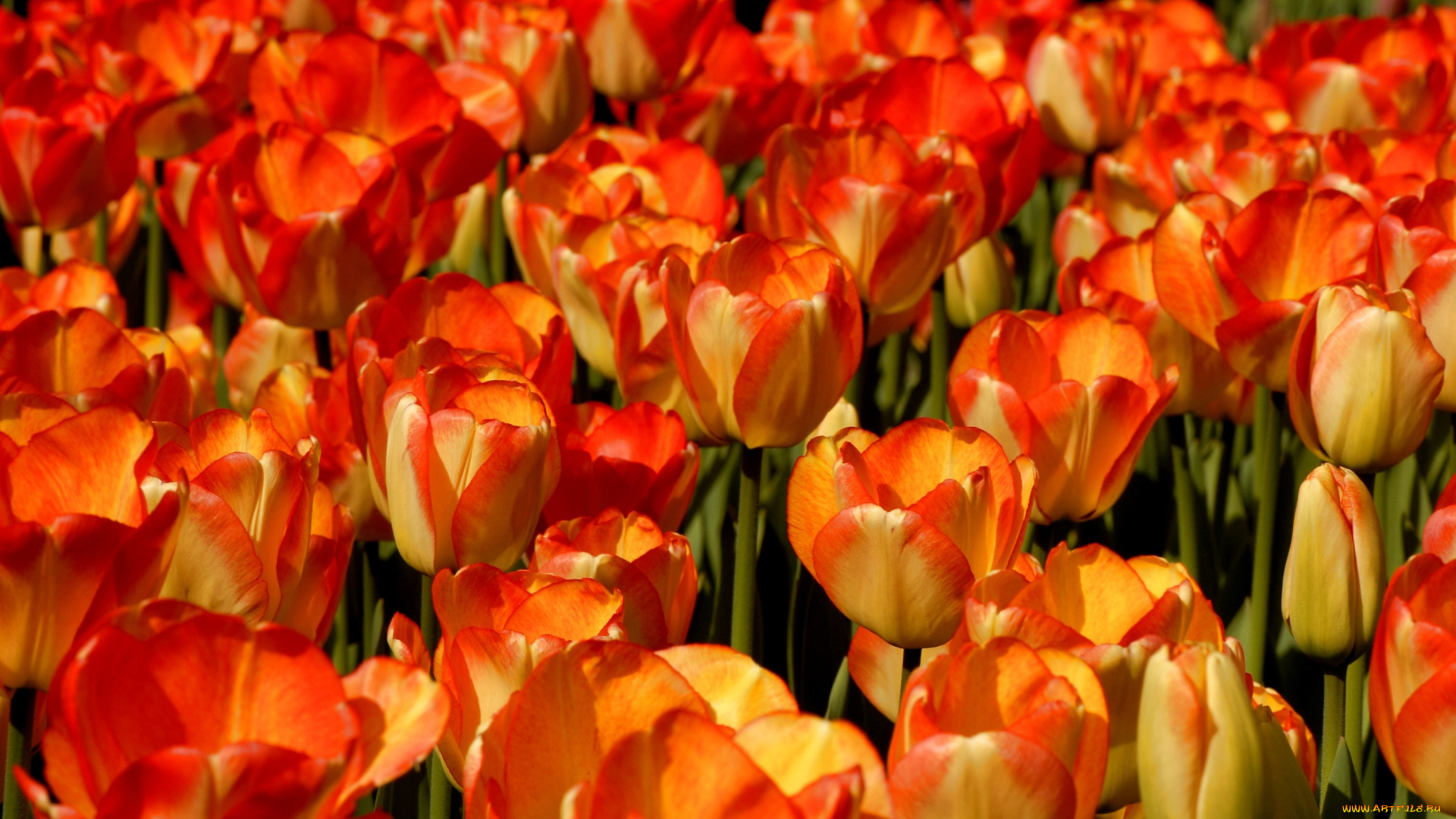 цветы, тюльпаны, много, желто-красный