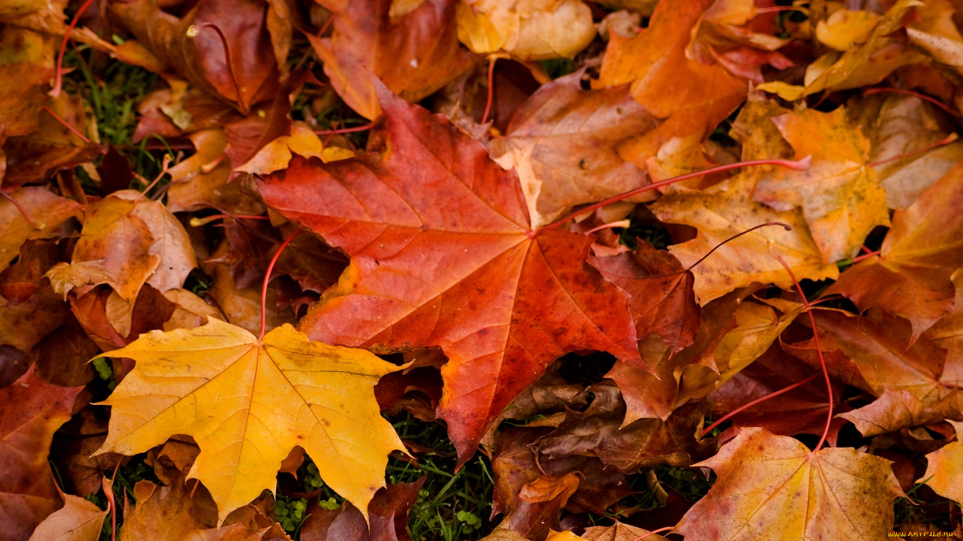 природа, листья, желтый, клен, осень, красный