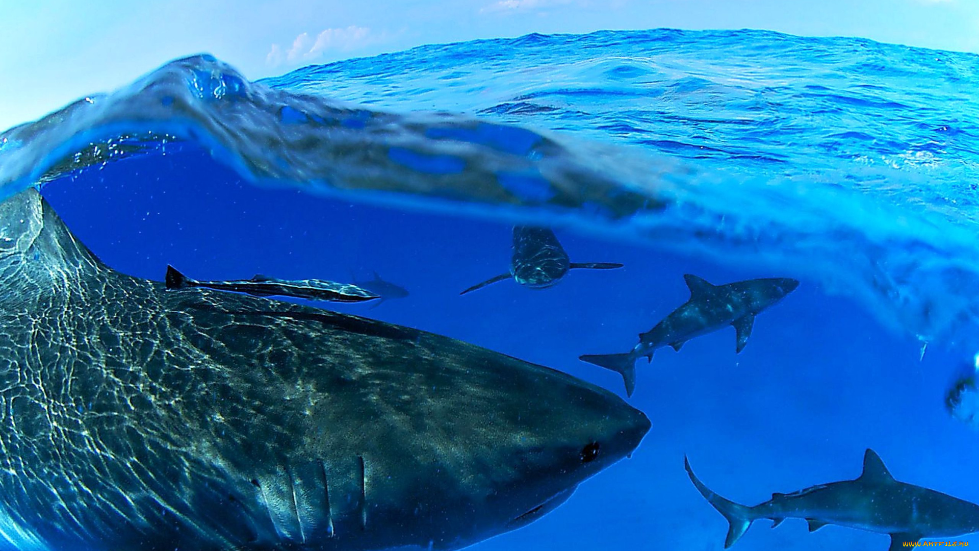 животные, акулы, море