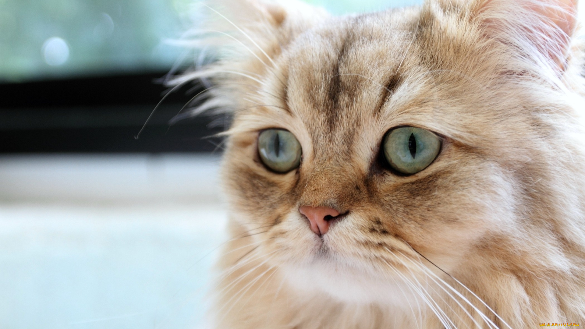 животные, коты, пушистый, взгляд, грусть