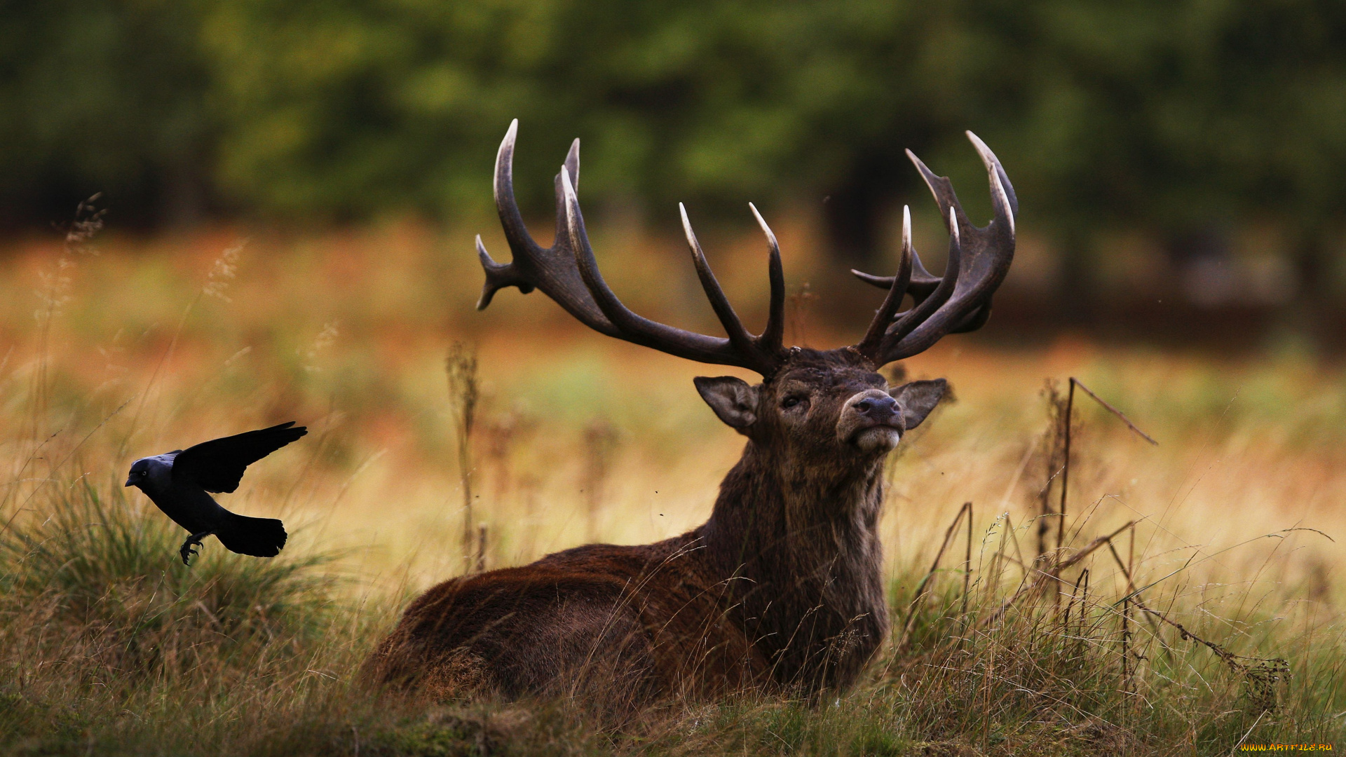 животные, разные, вместе, птица, олень