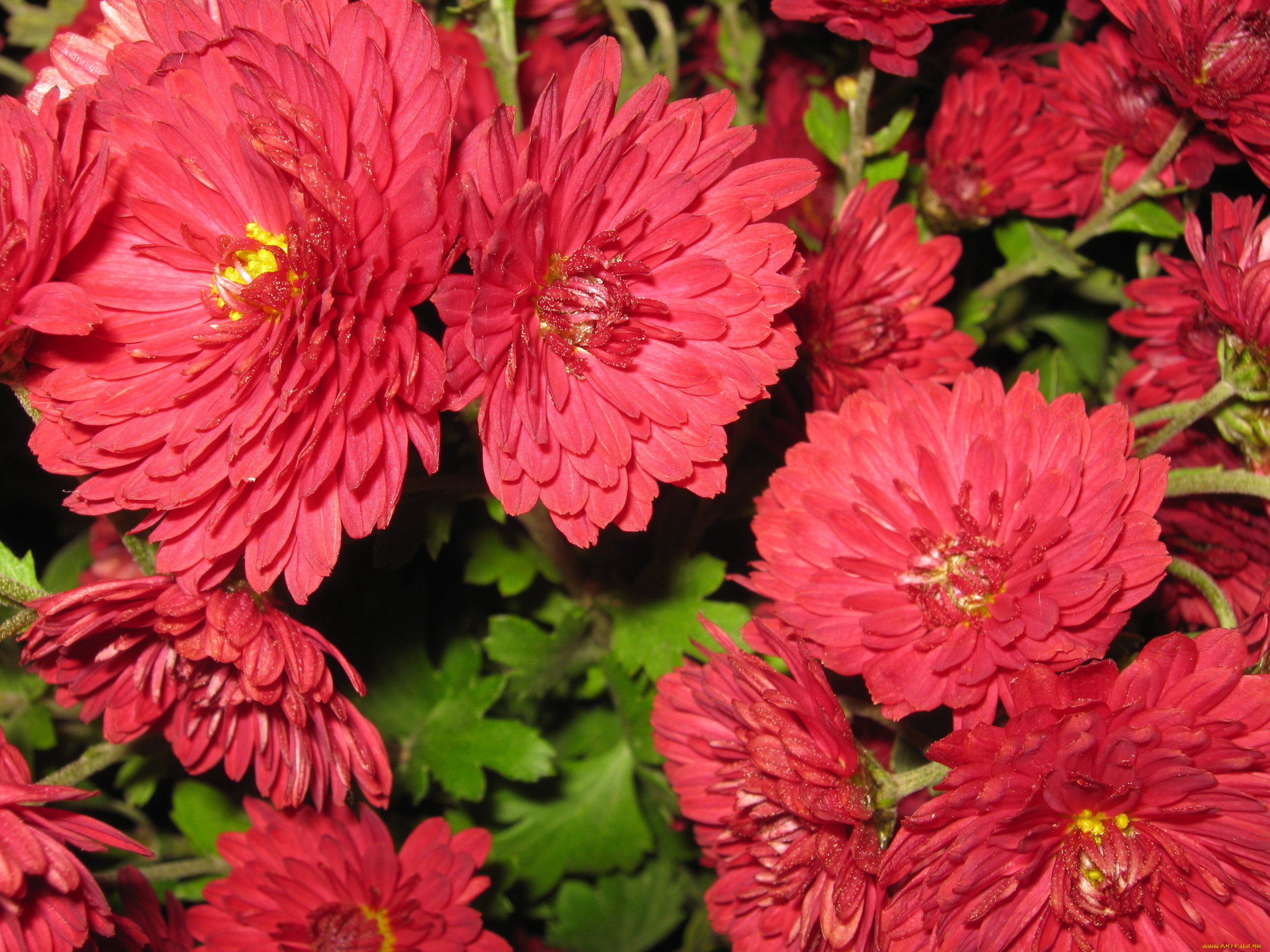 цветы, хризантемы