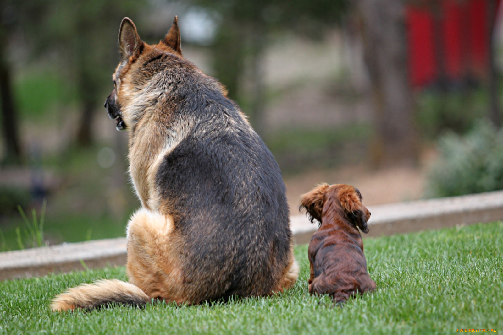животные, собаки, юмор, друзья, такса, овчарка