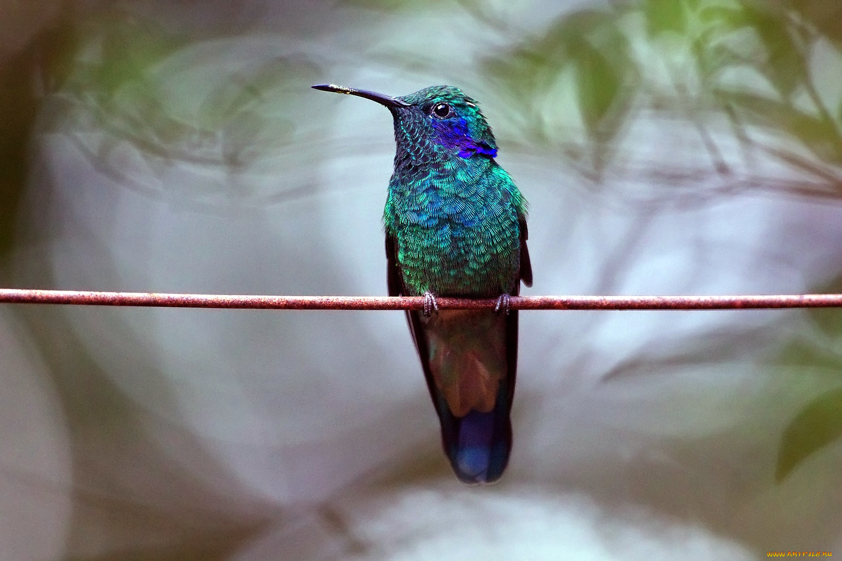 животные, колибри, бирюзовый, клюв