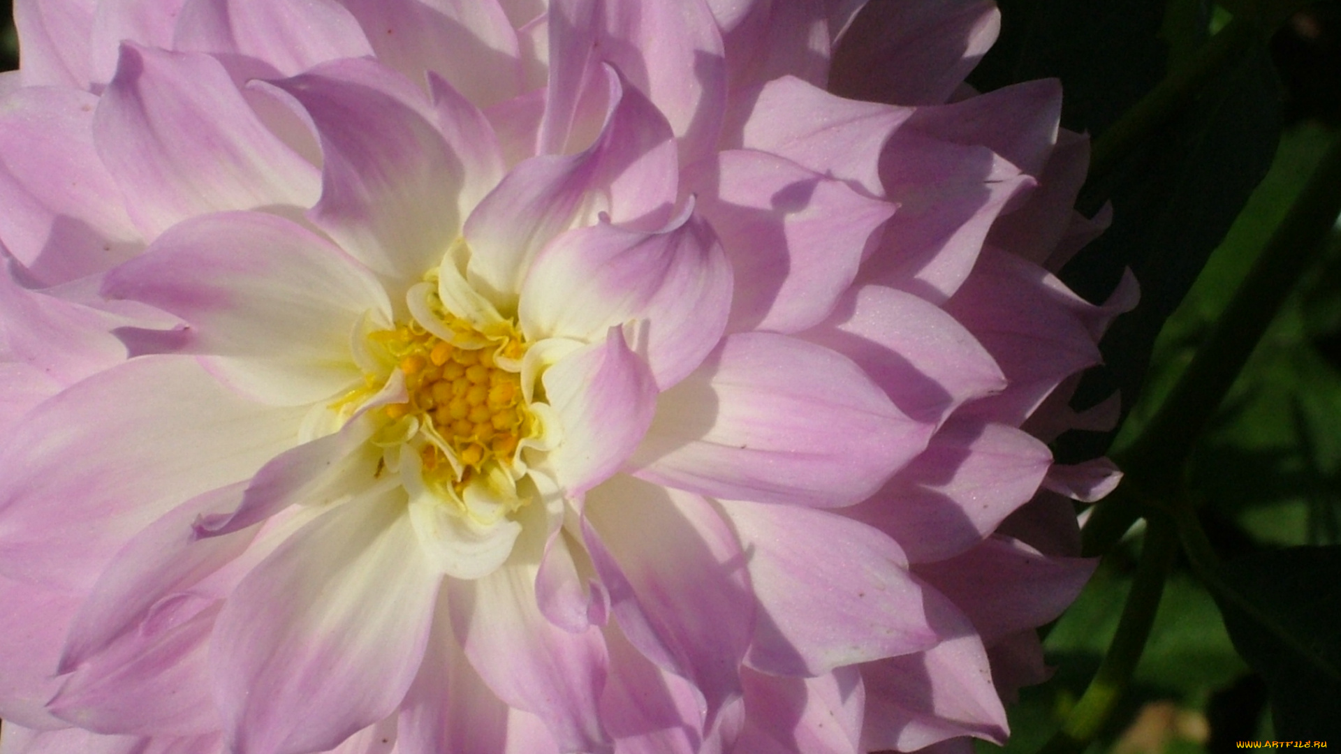 цветы, георгины