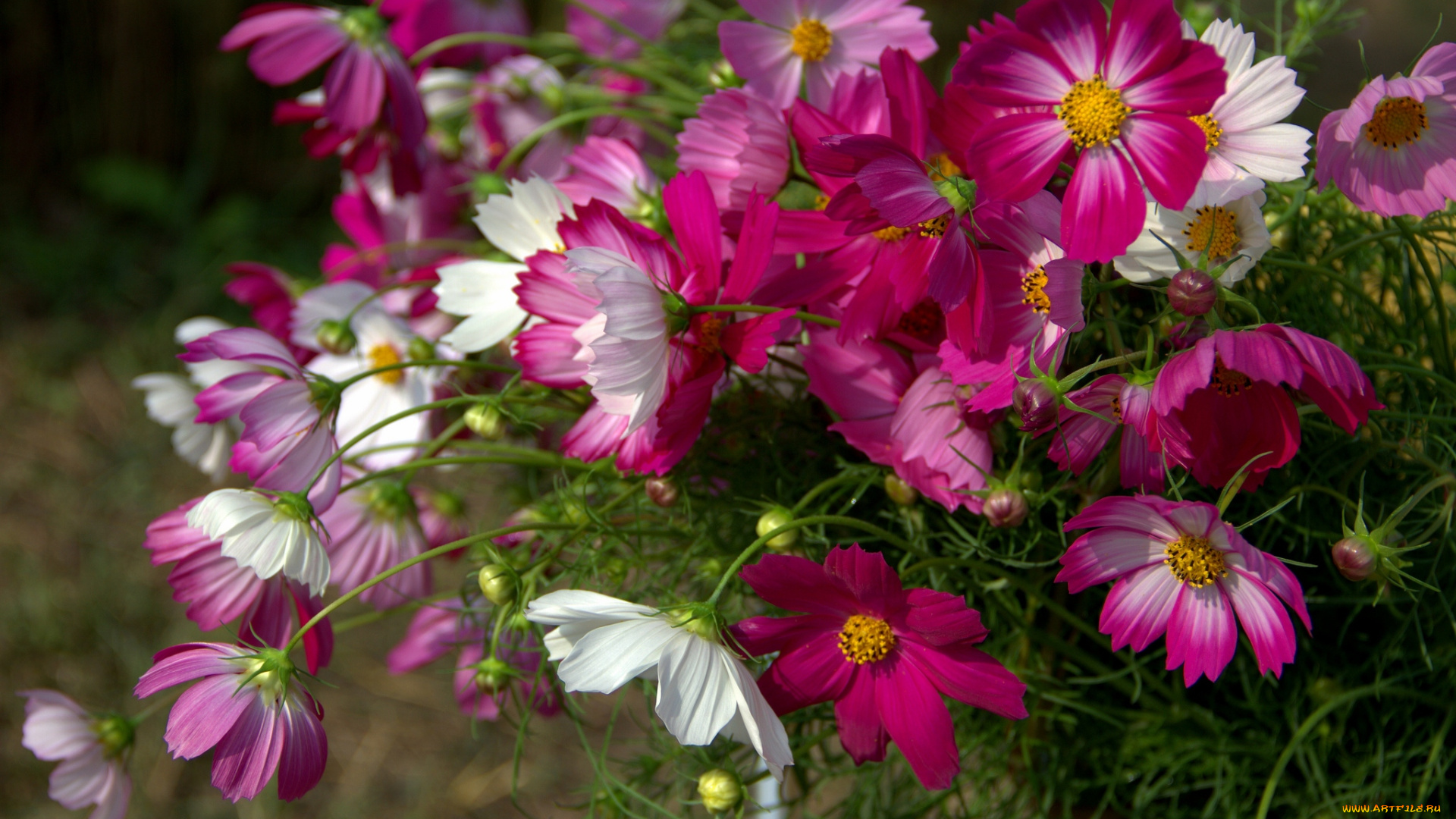 цветы, космея, охапка