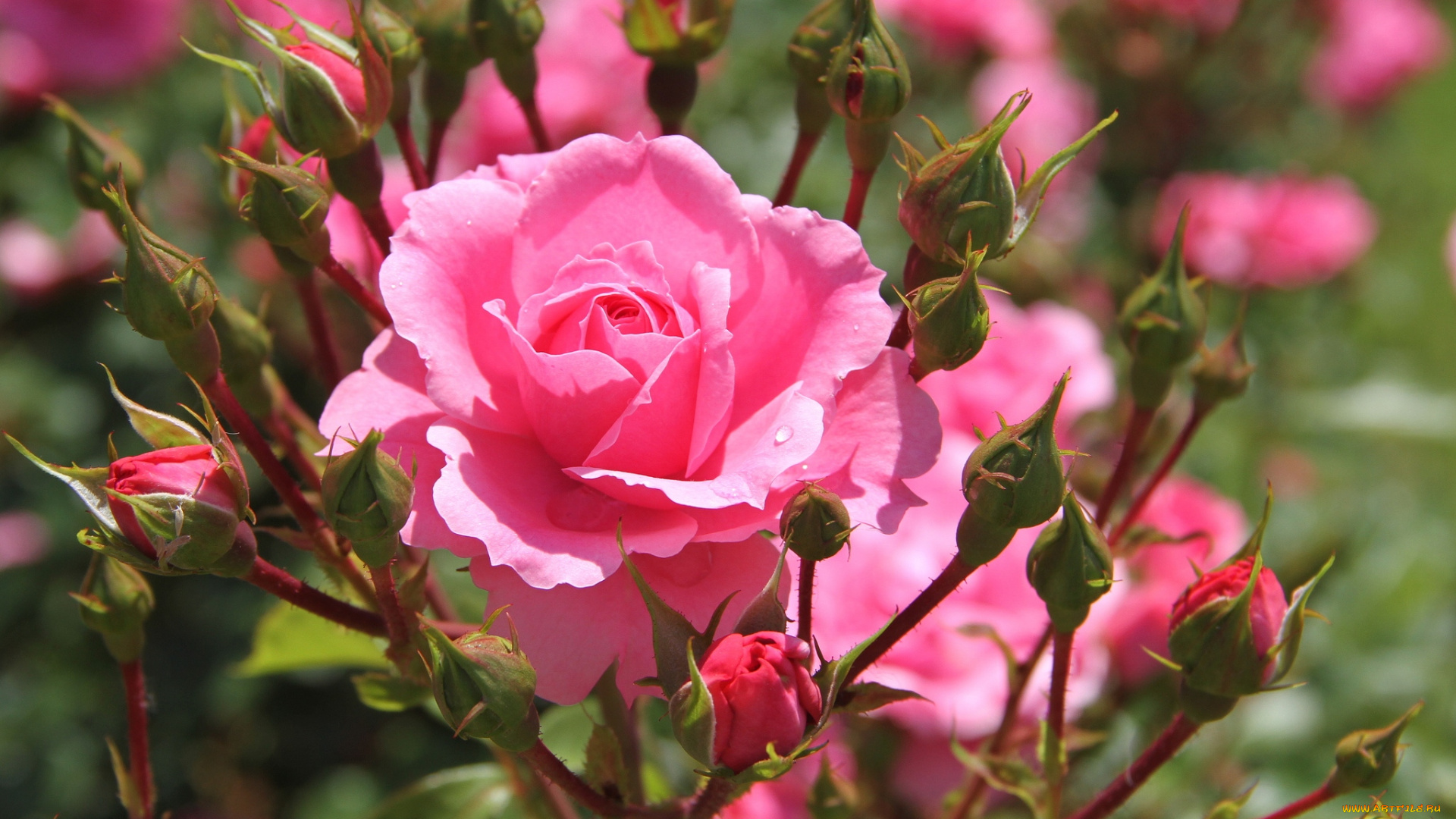 цветы, розы, бутоны, розовый
