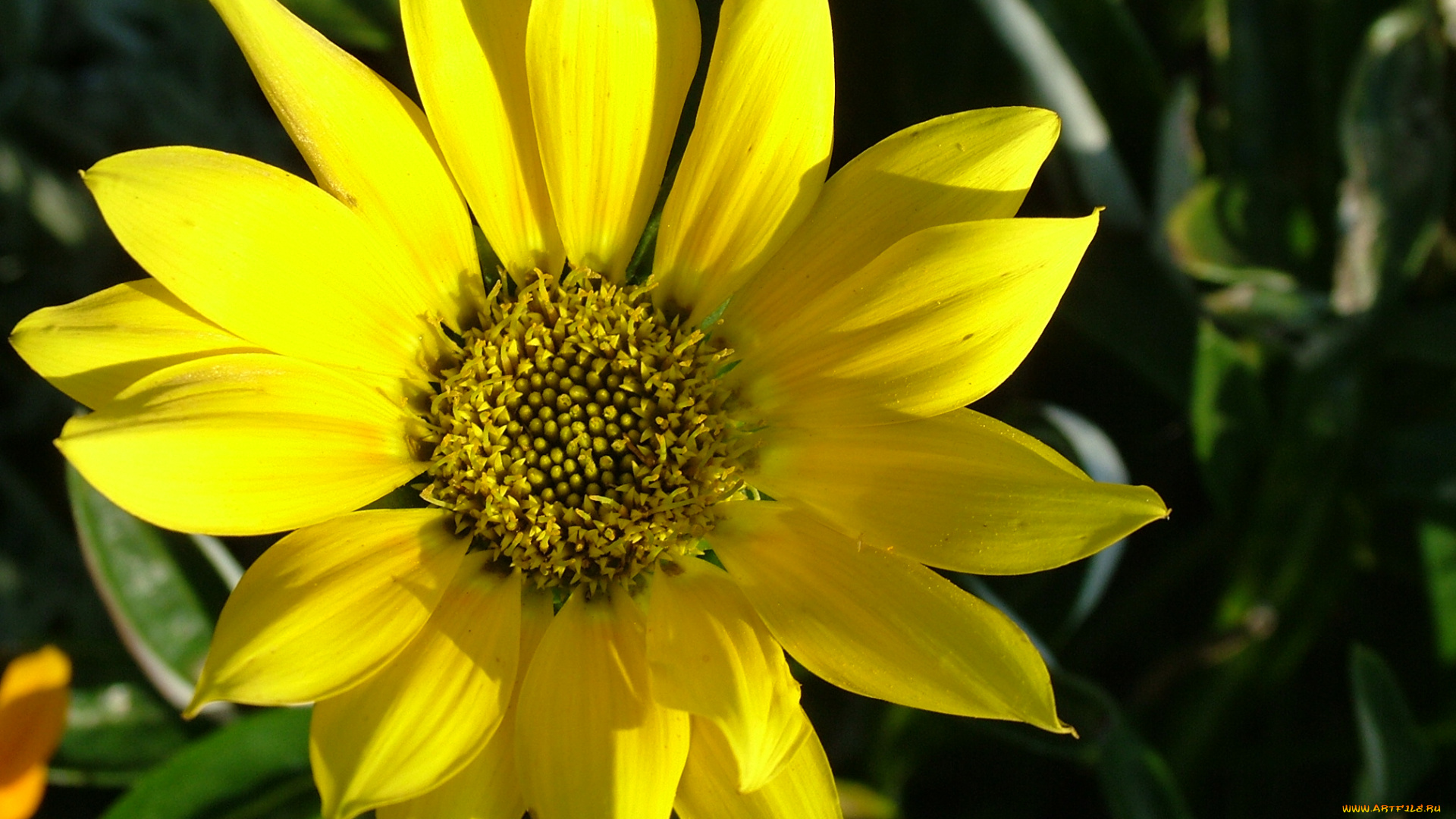 цветы, рудбекия, лепестки, желтый