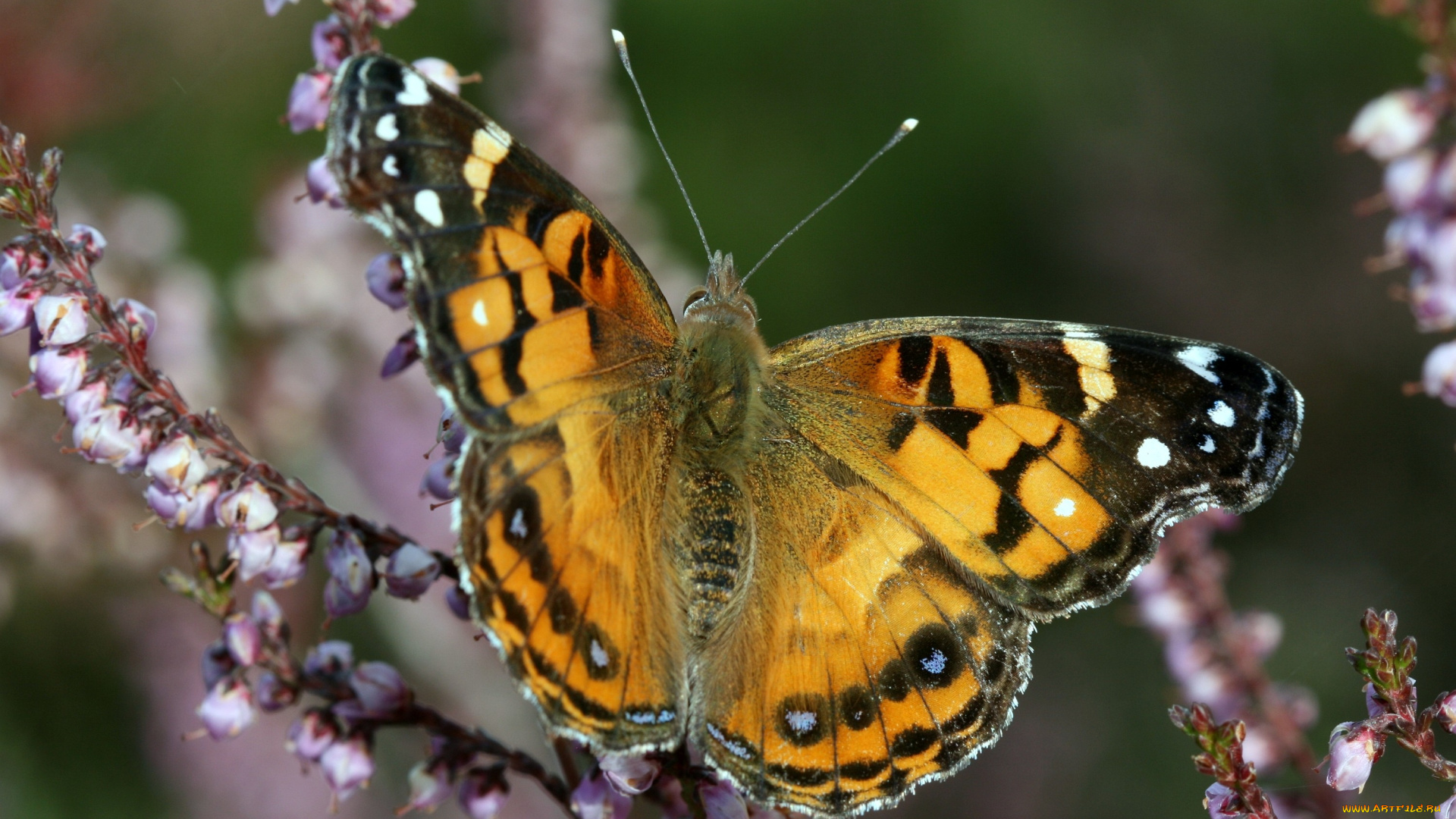 животные, бабочки, крылья