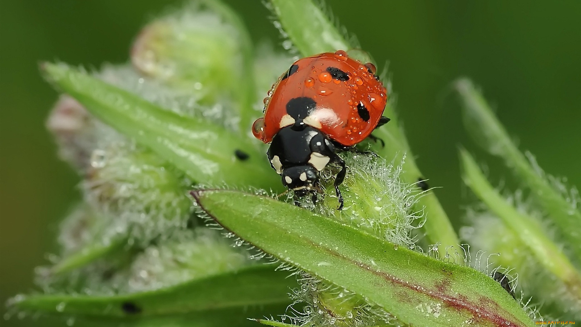 животные, божьи, коровки, листья, росса