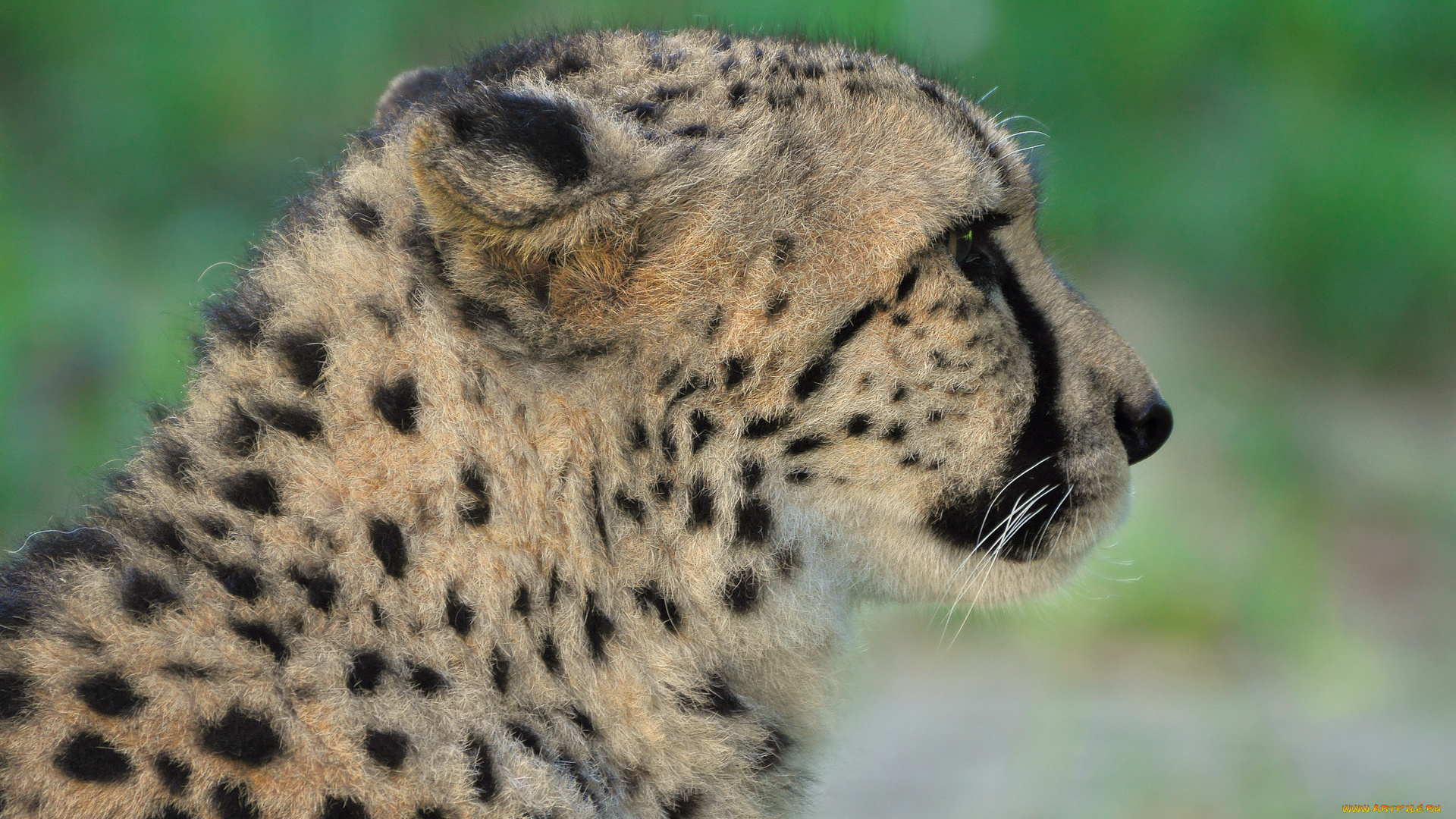 животные, гепарды, гекард, кошка, хищник