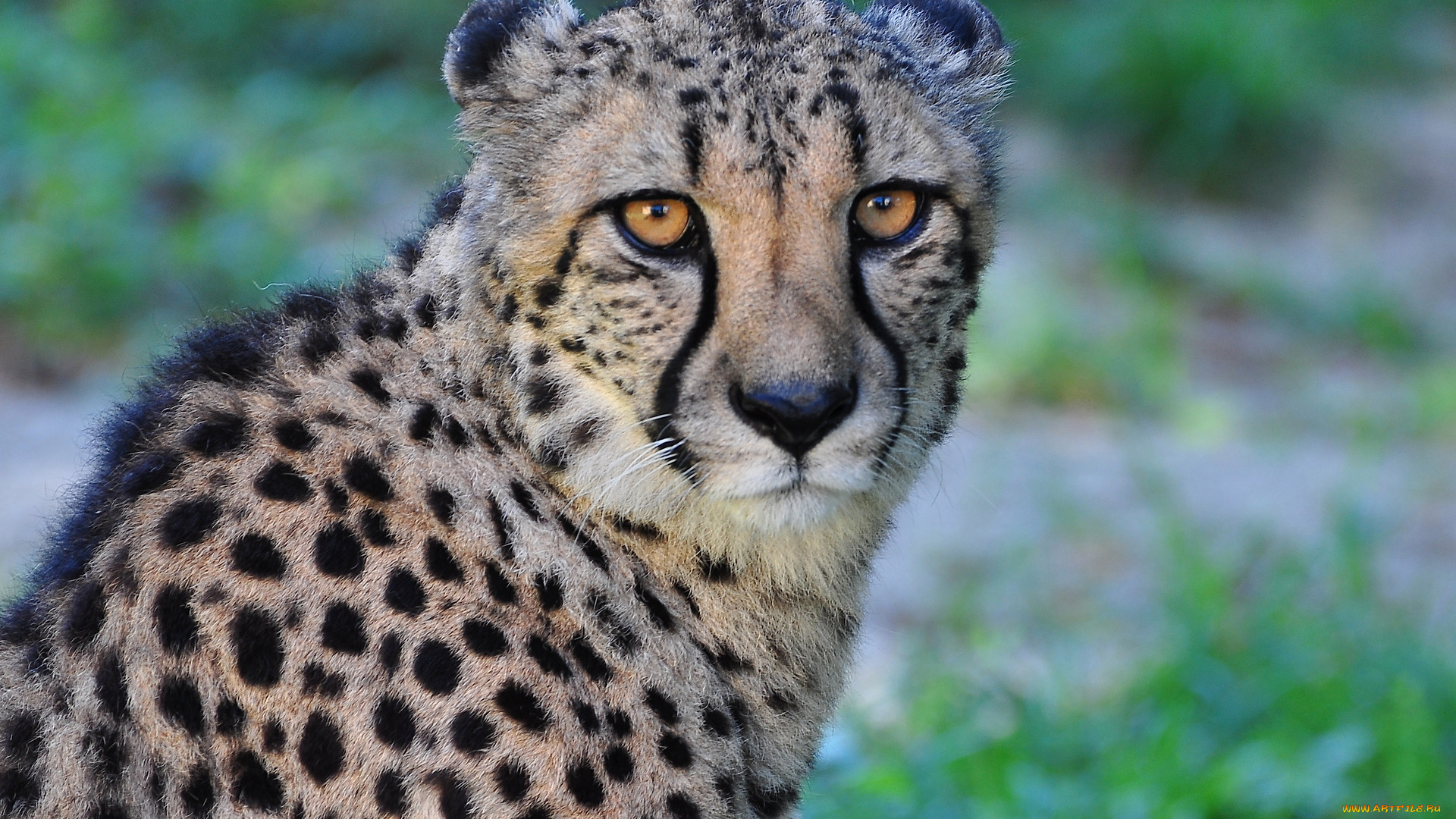 животные, гепарды, кошка, хищник, гекард