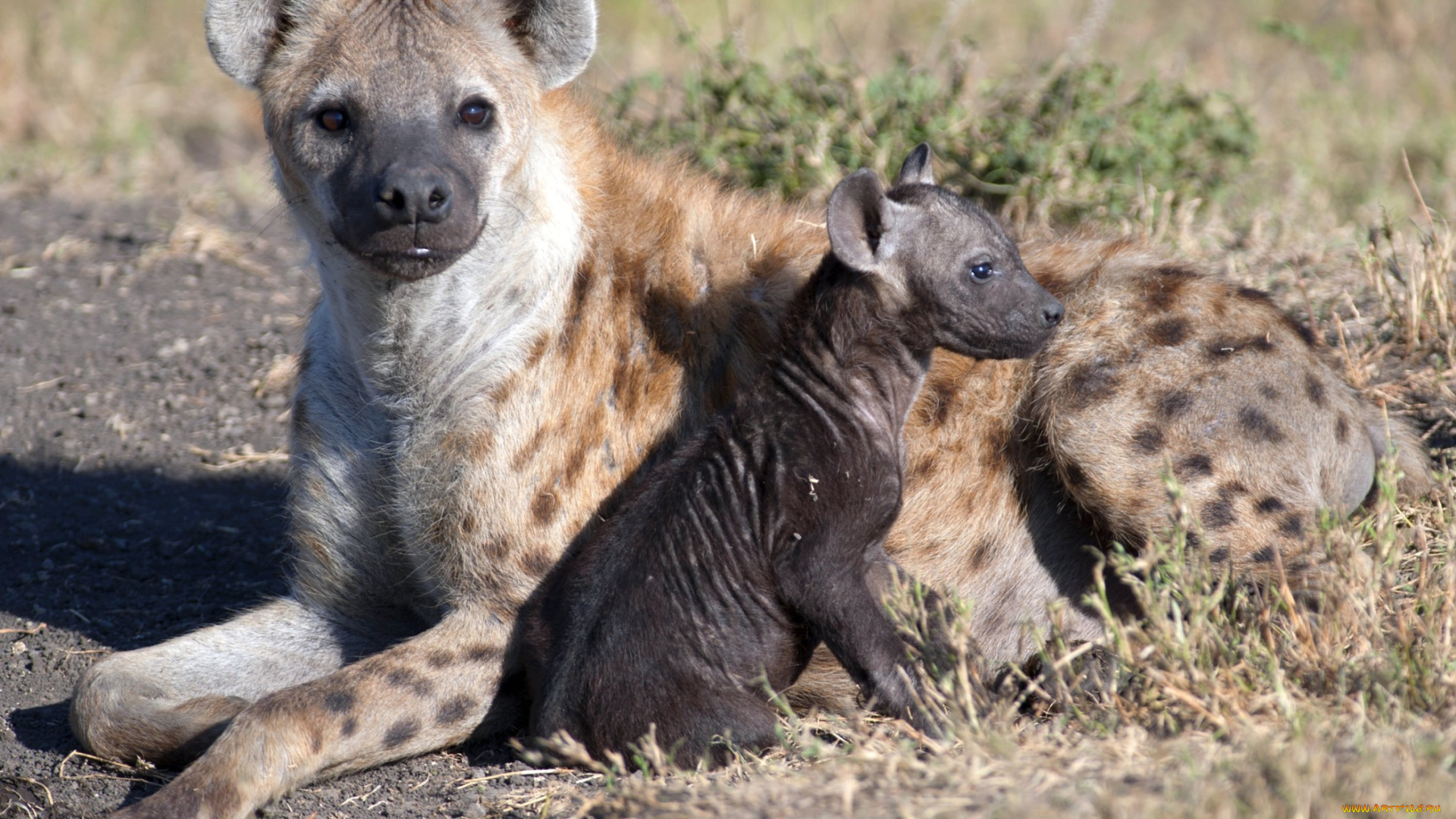 животные, гиены, гиеновые, собаки, мама, малыш