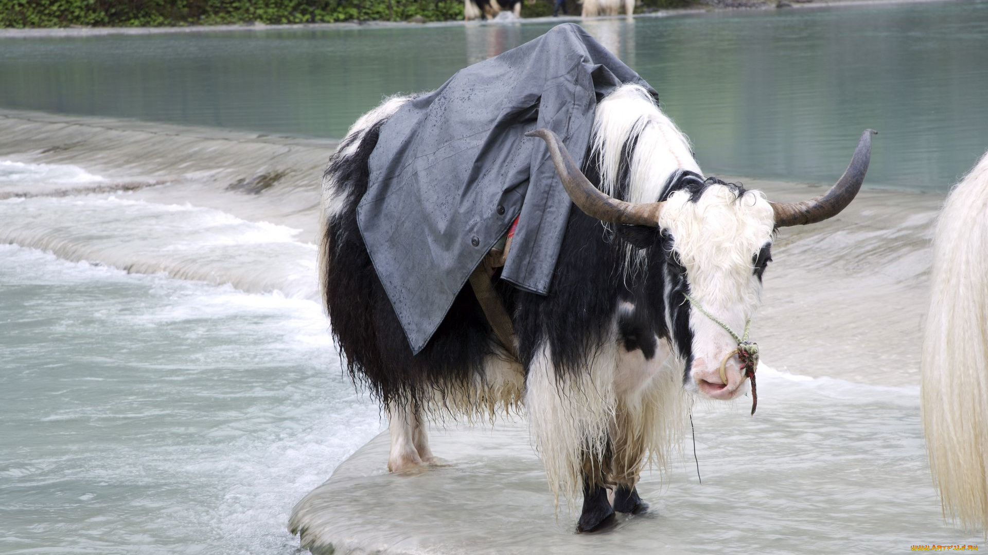 животные, коровы, буйволы, вол