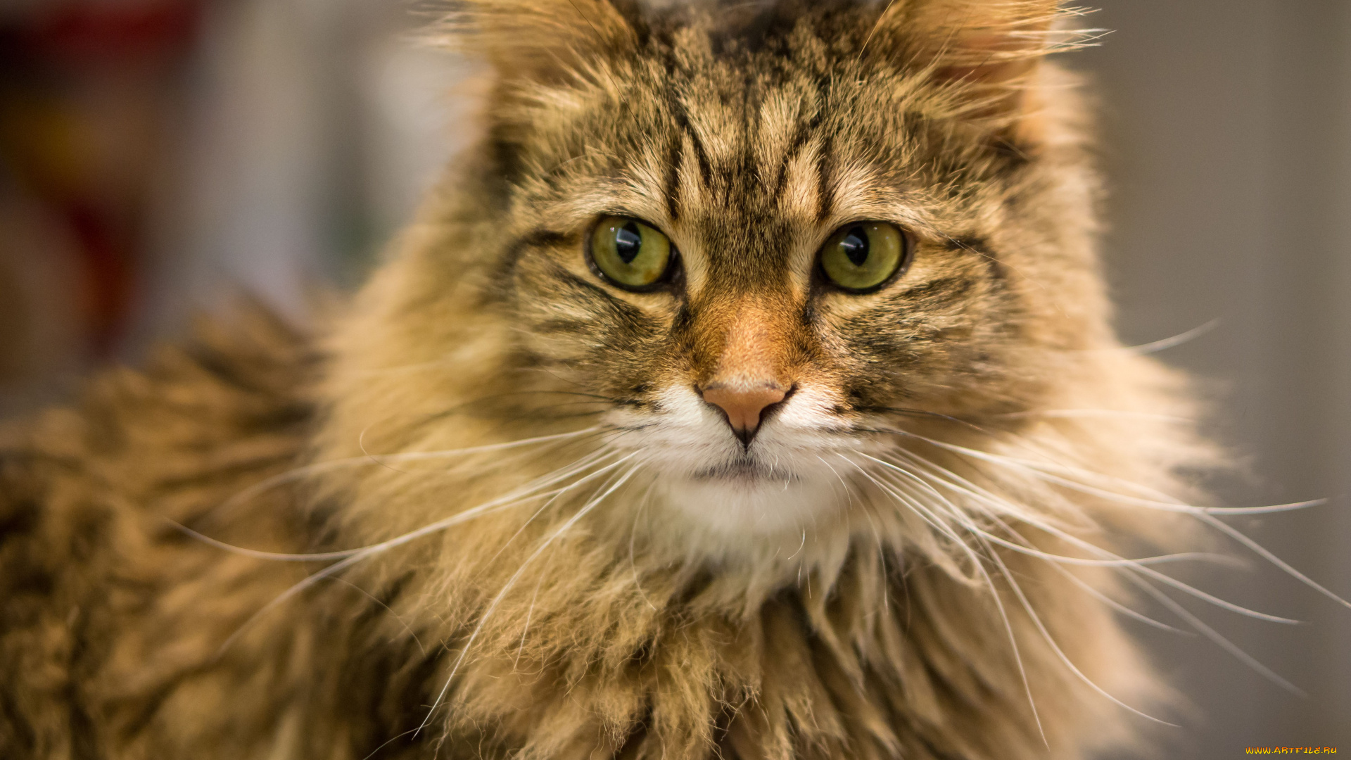 животные, коты, усы