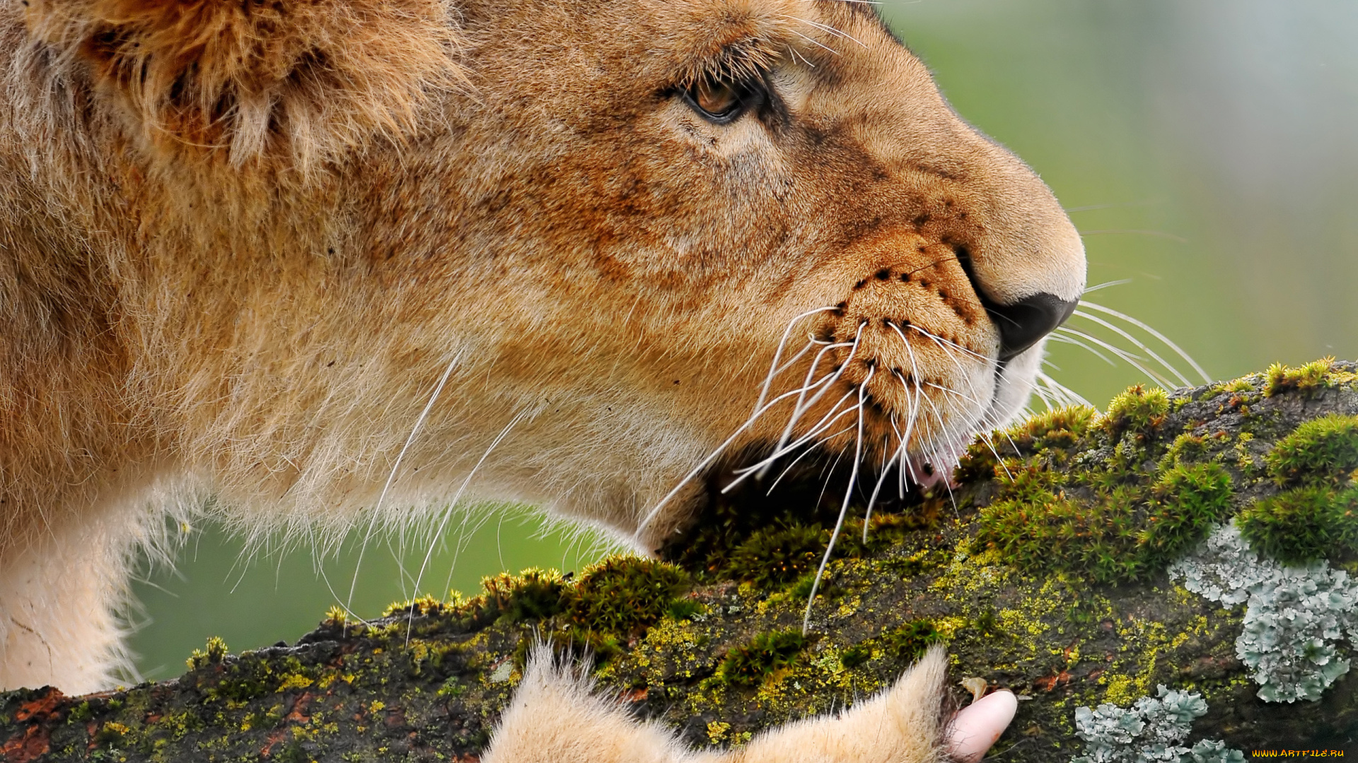 животные, львы, лев, когти, дерево