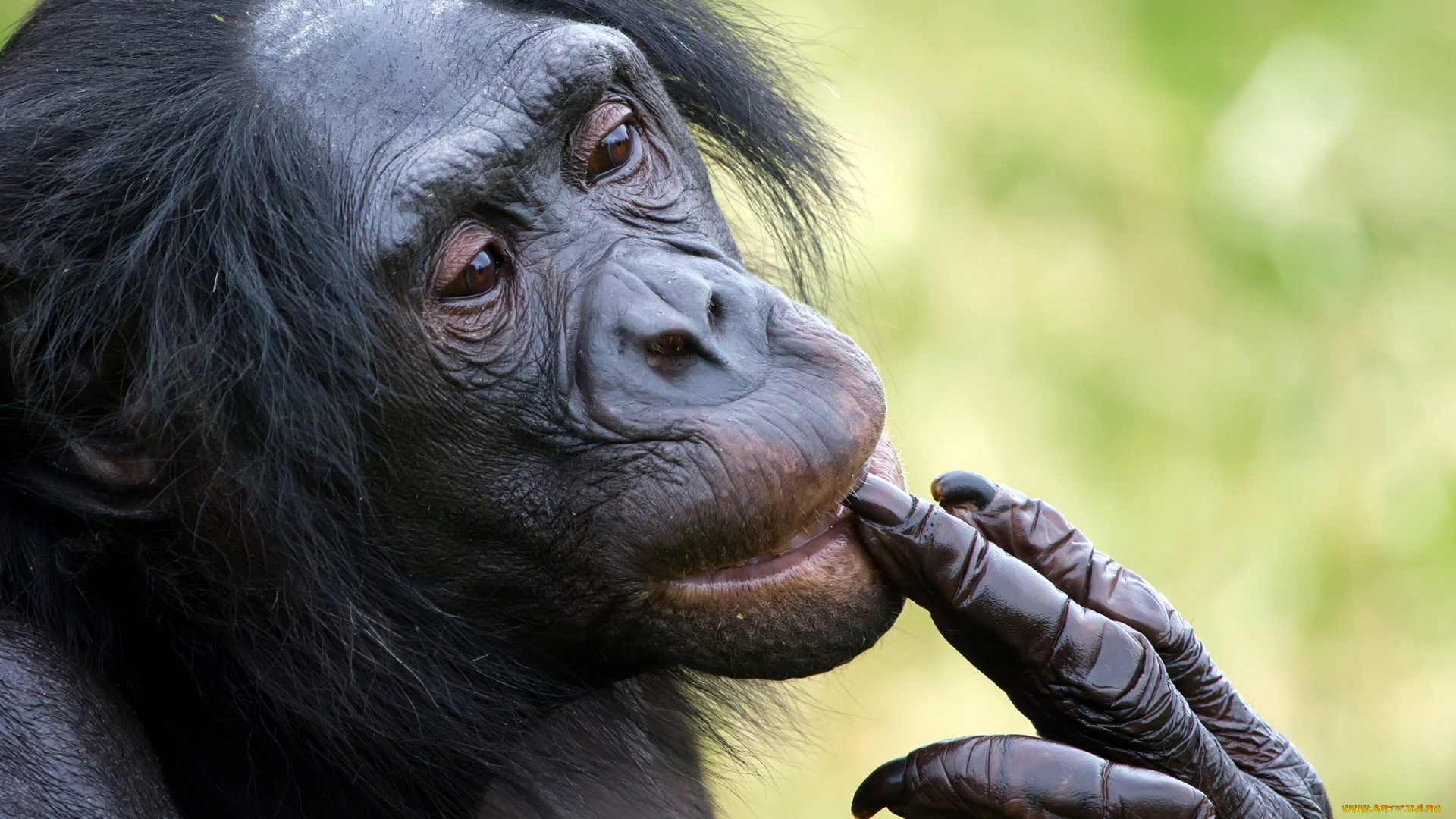 животные, обезьяны, шимпанзе