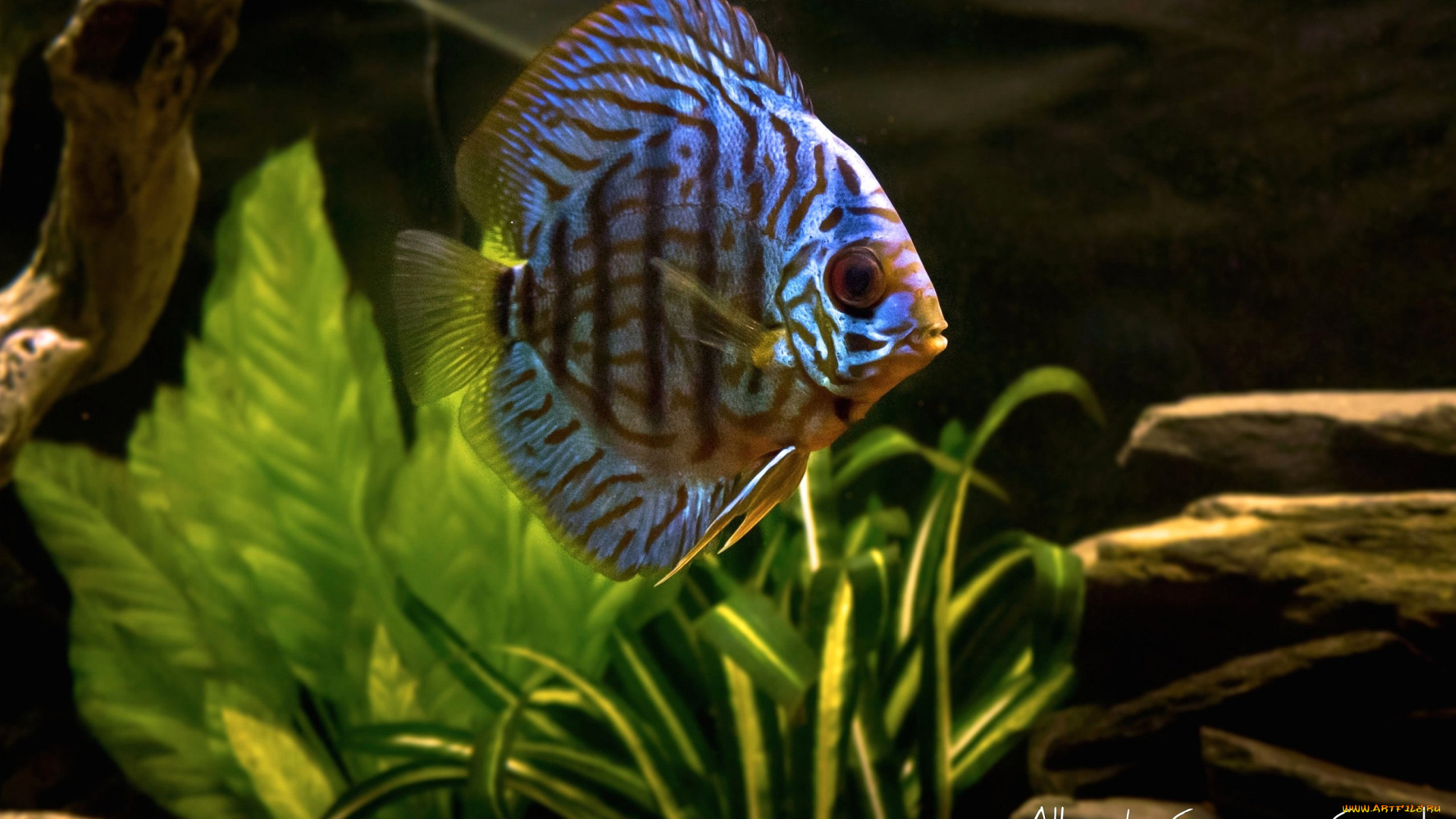 животные, рыбы, плоская