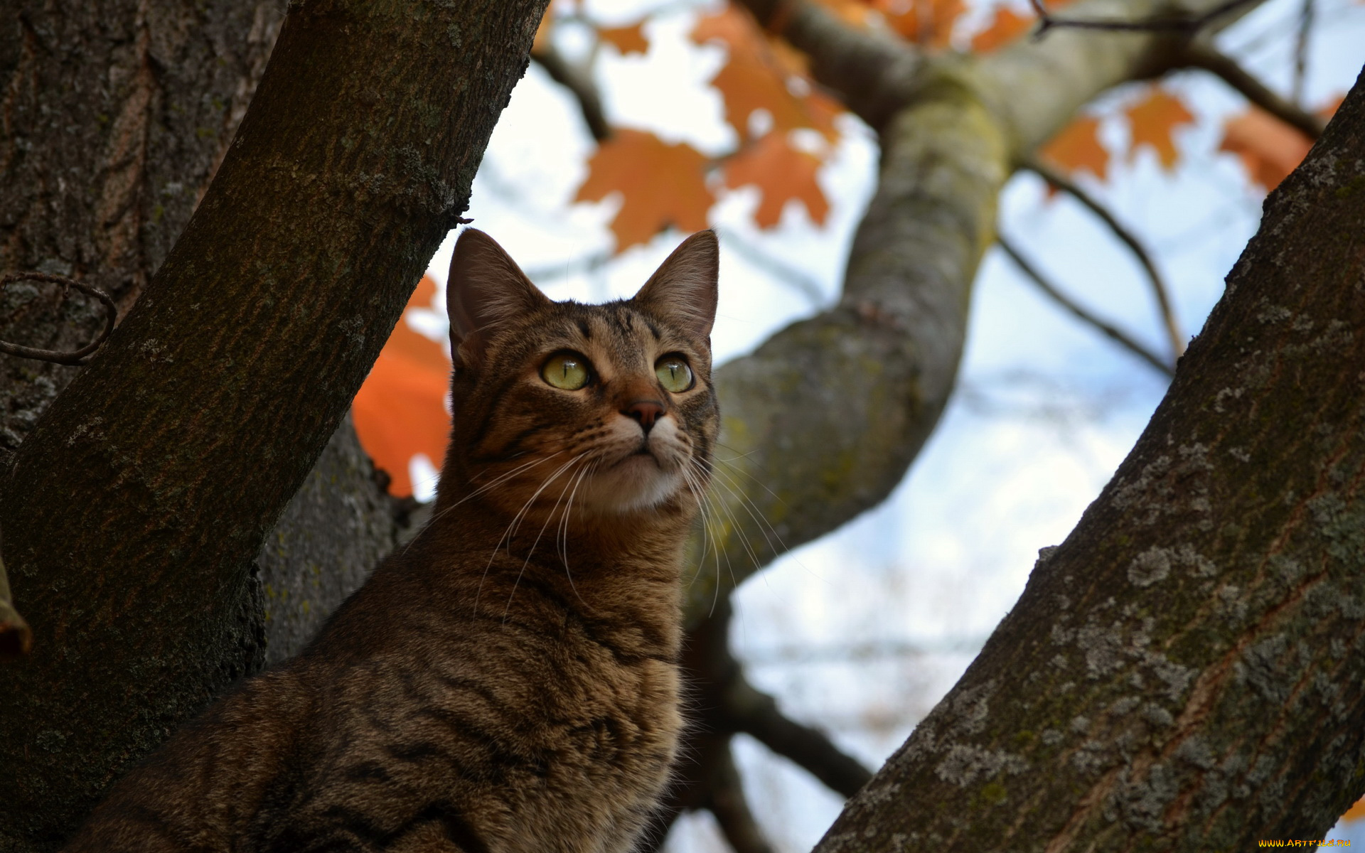 животные, коты, дерево, кот