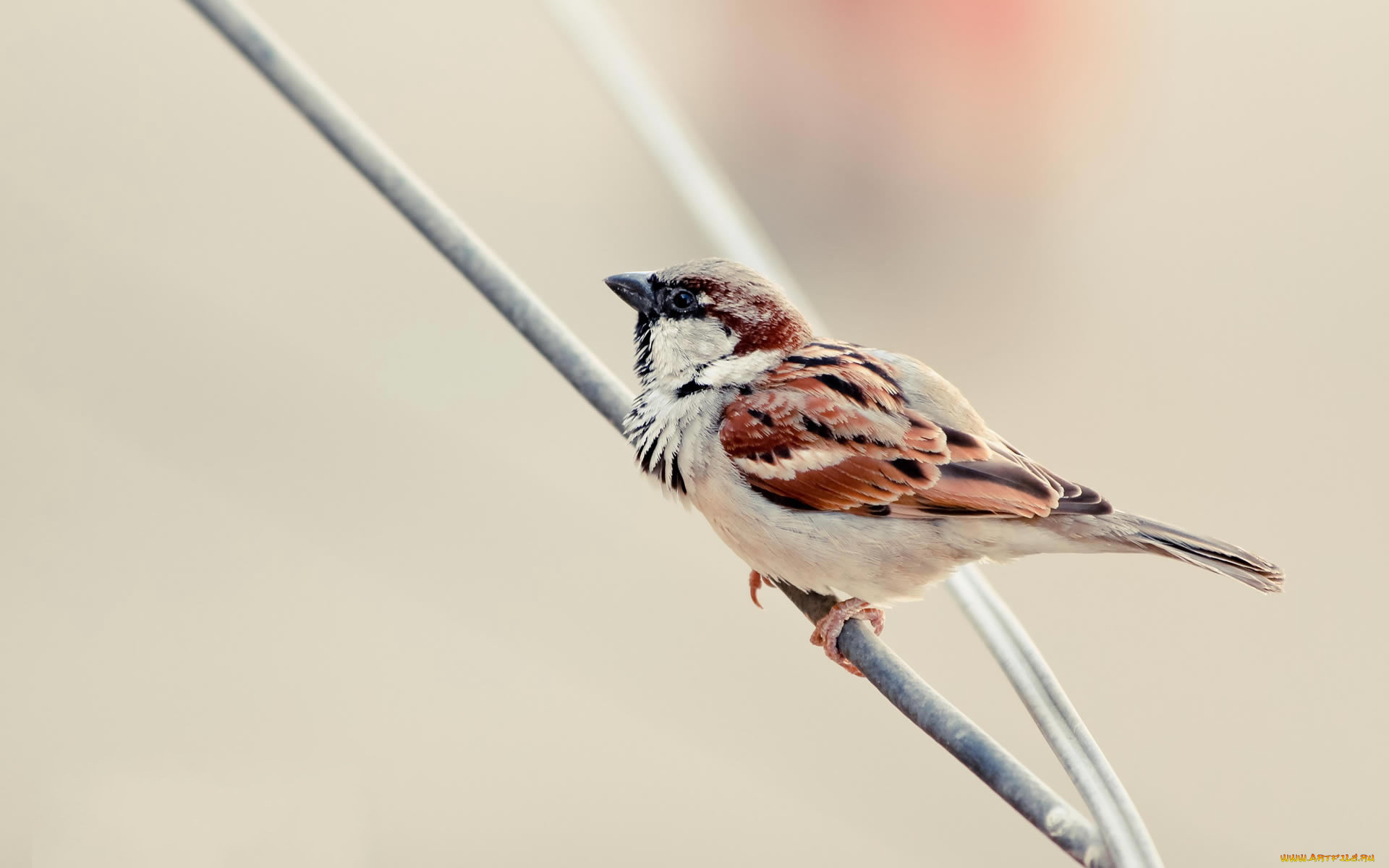 животные, воробьи, воробей