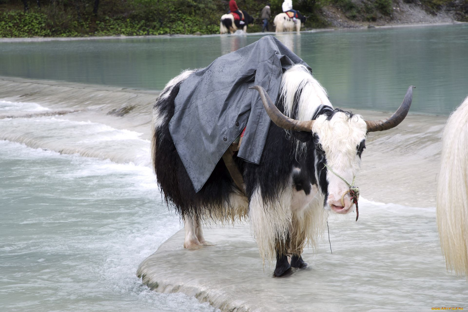 животные, коровы, буйволы, вол