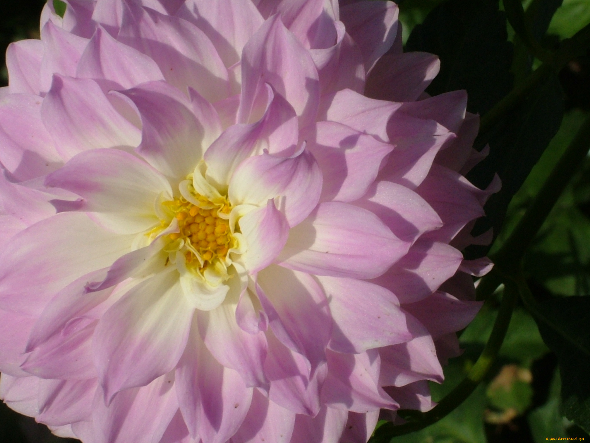 цветы, георгины