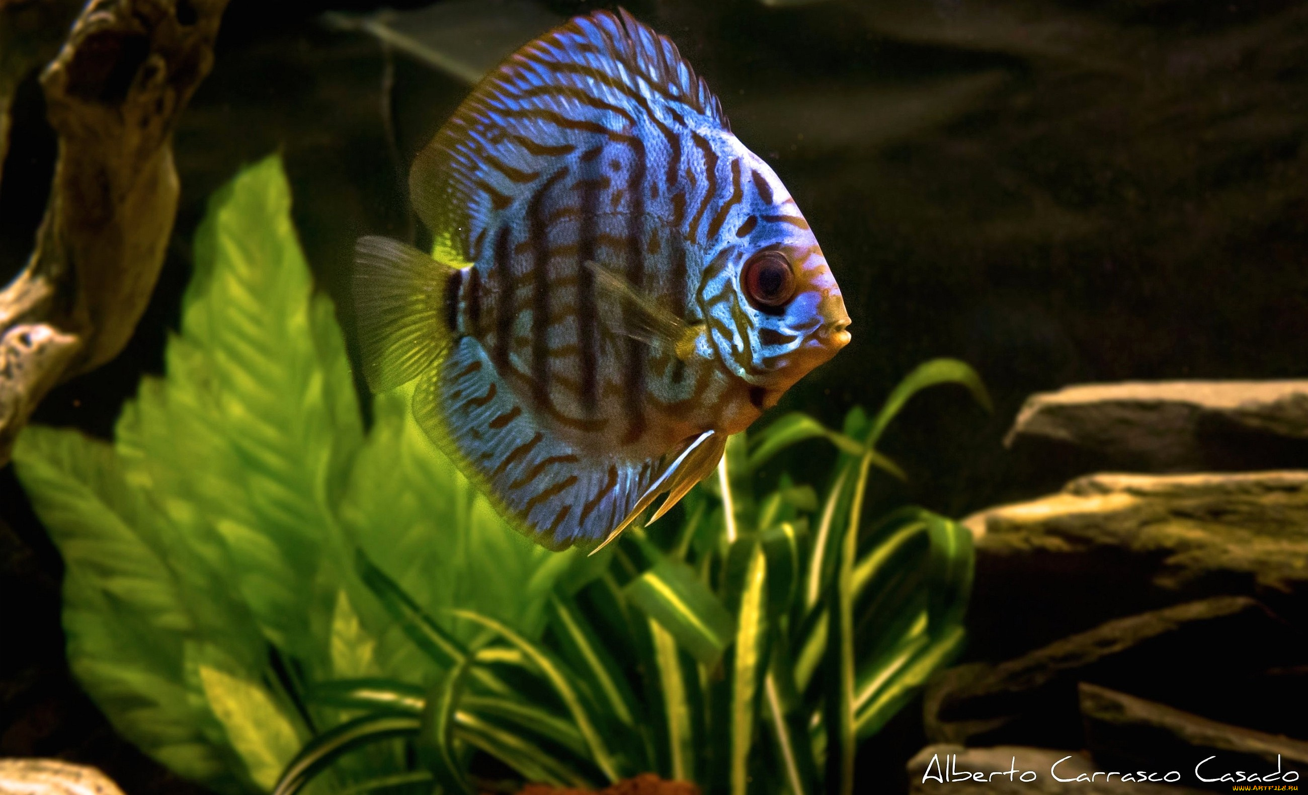 животные, рыбы, плоская