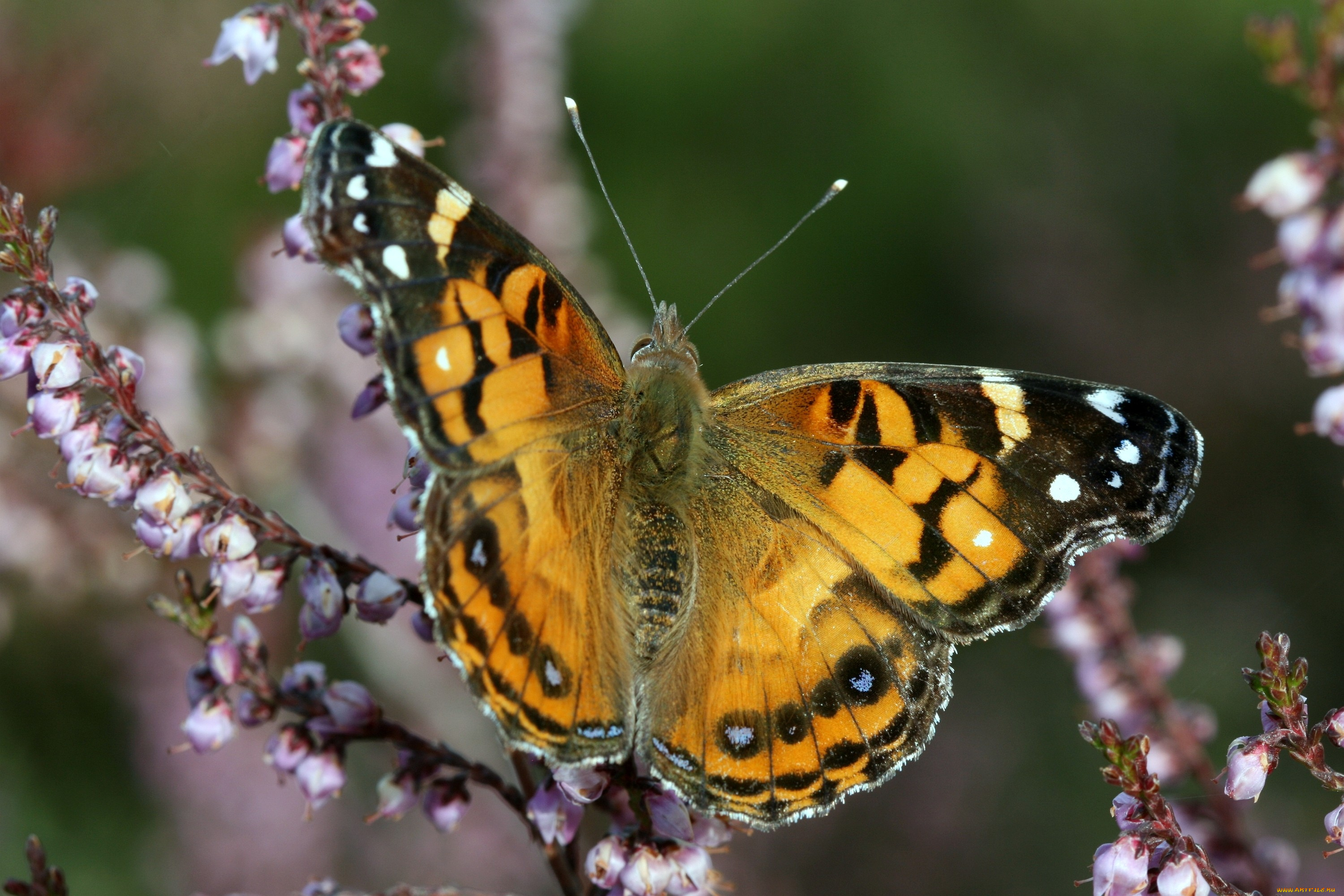 животные, бабочки, крылья