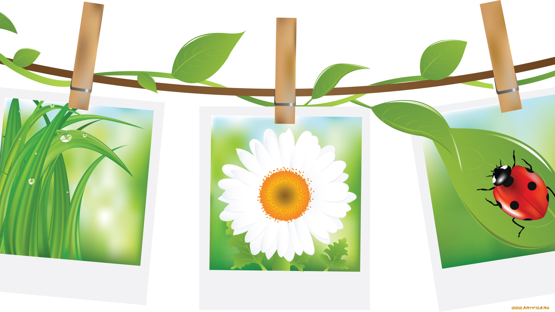 векторная, графика, цветы, листья, ветка, насекомое