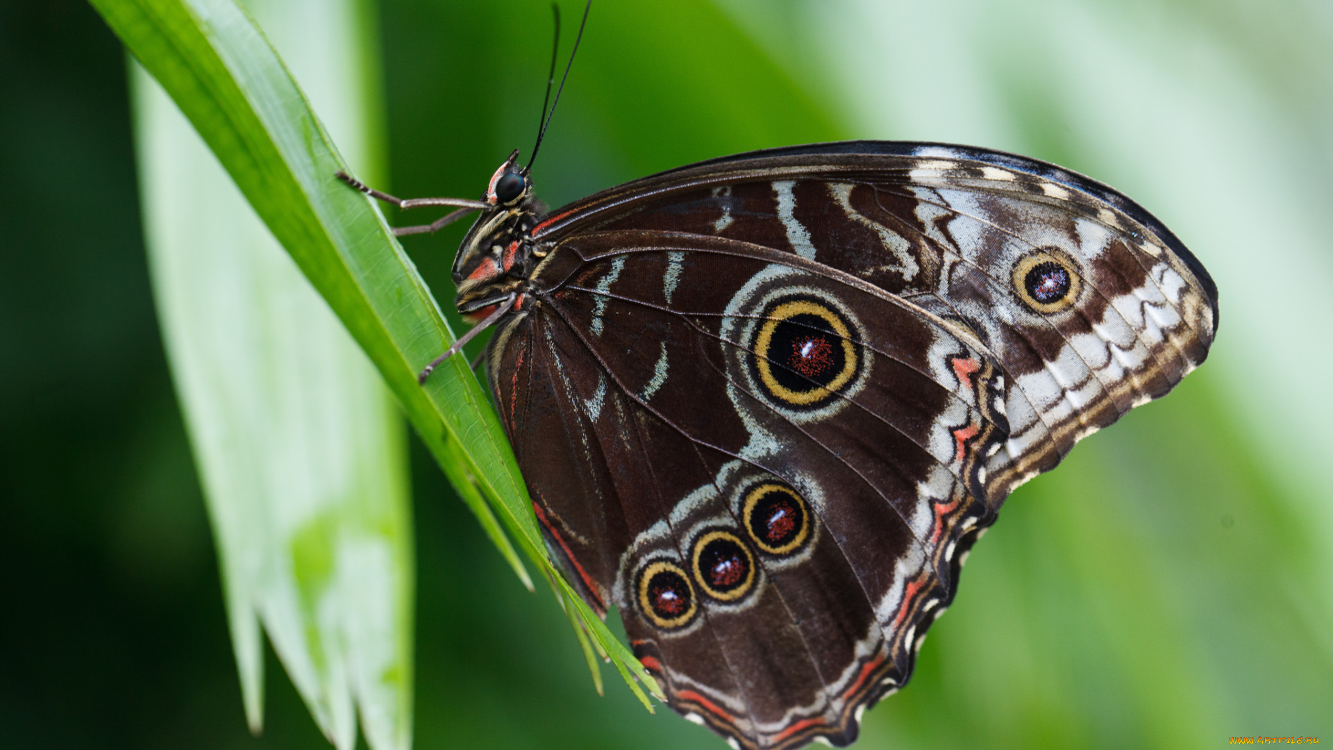 животные, бабочки, усики, насекомое, макро, bob, decker, крылья, бабочка
