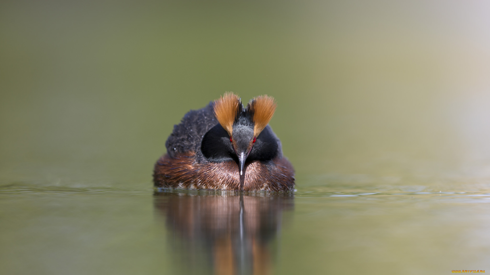 животные, Чомги, , поганки, озеро, птица, плывёт