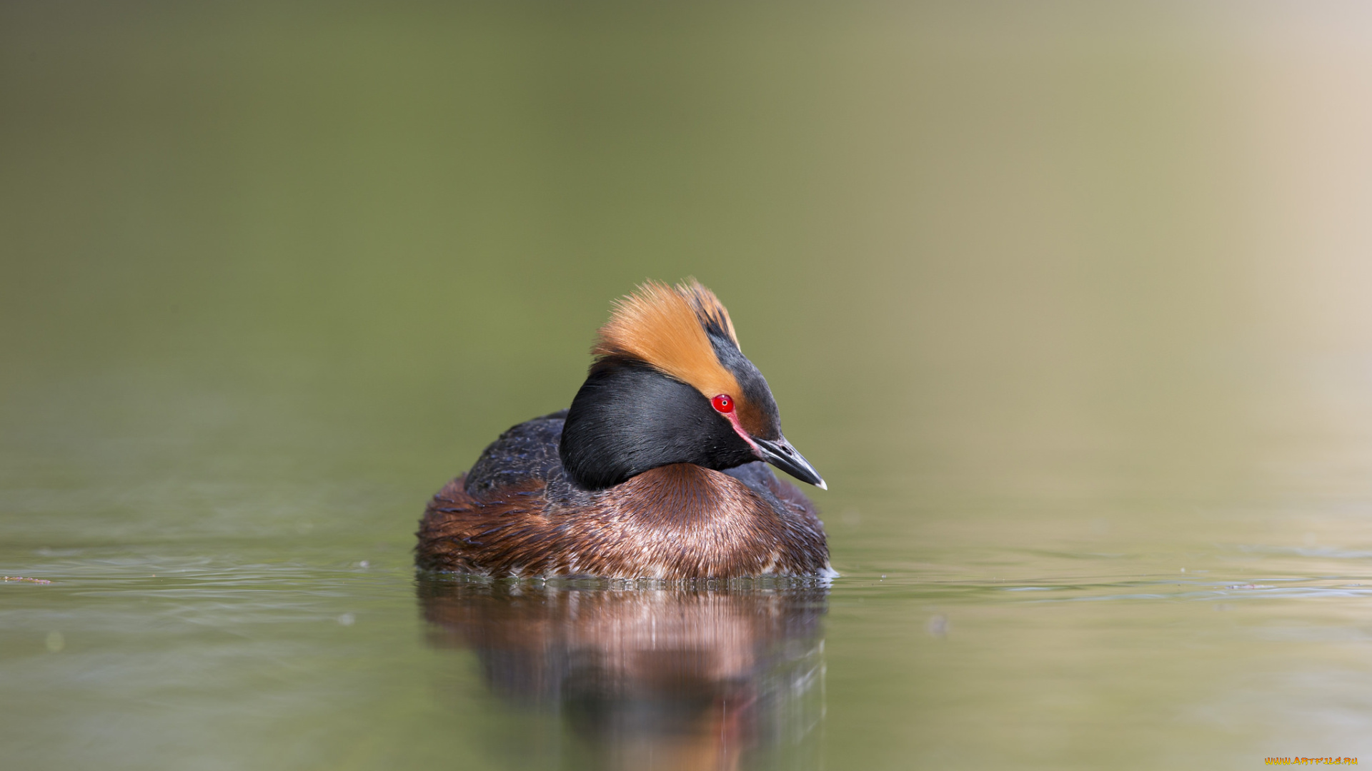 животные, Чомги, , поганки, птица, плывёт, озеро