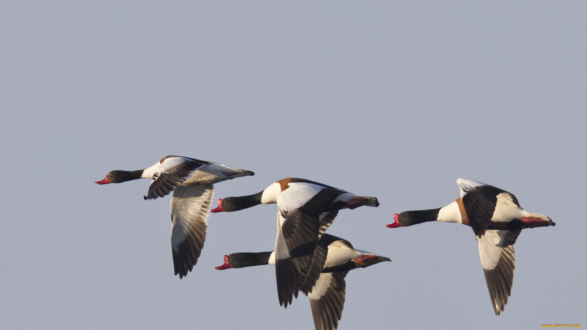 животные, гуси, небо, перелёт, птицы, стая, полёт