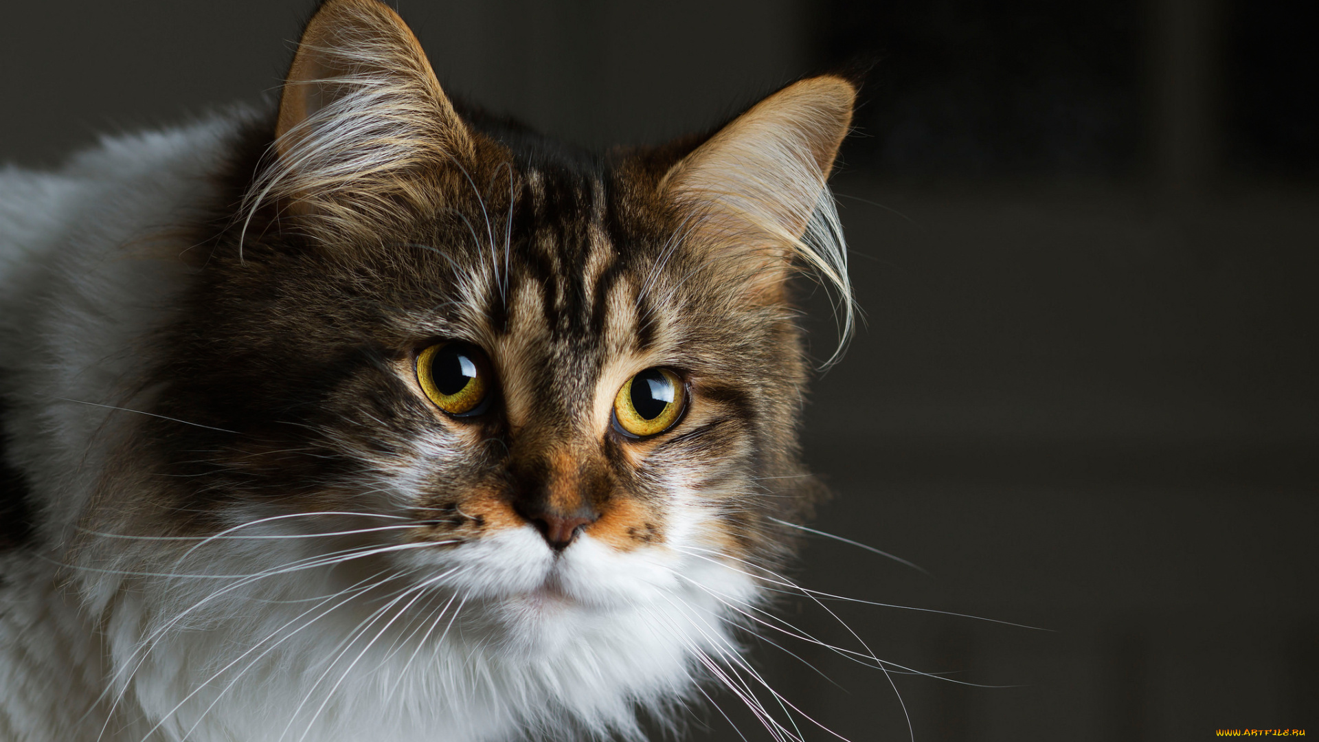 животные, коты, кошка, темный, фон, взгляд, мордочка, пушистая