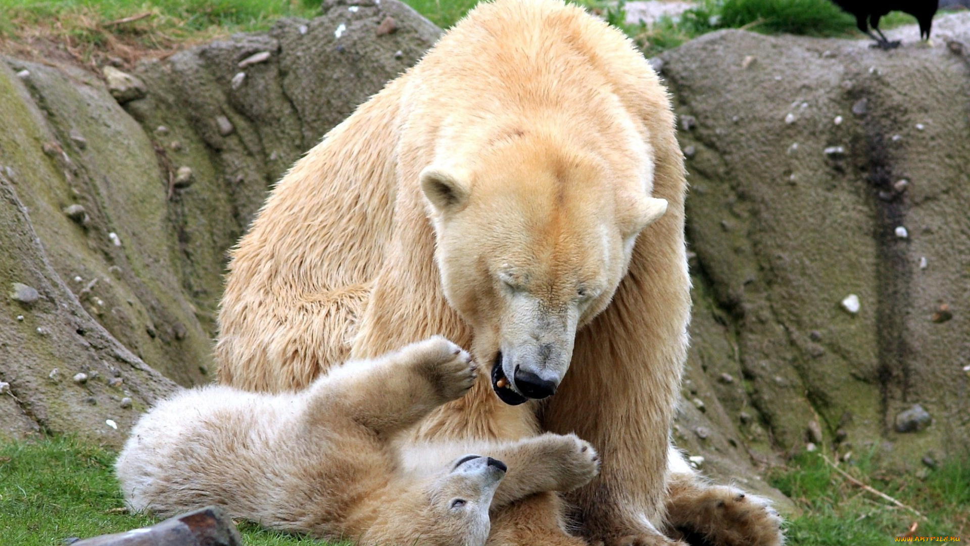 животные, медведи, игра