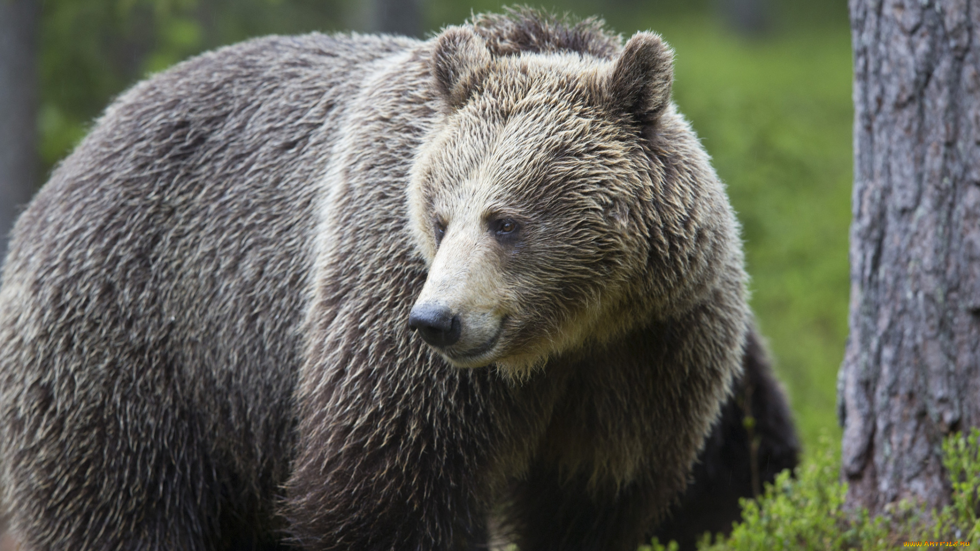 животные, медведи, лес, медведь, природа