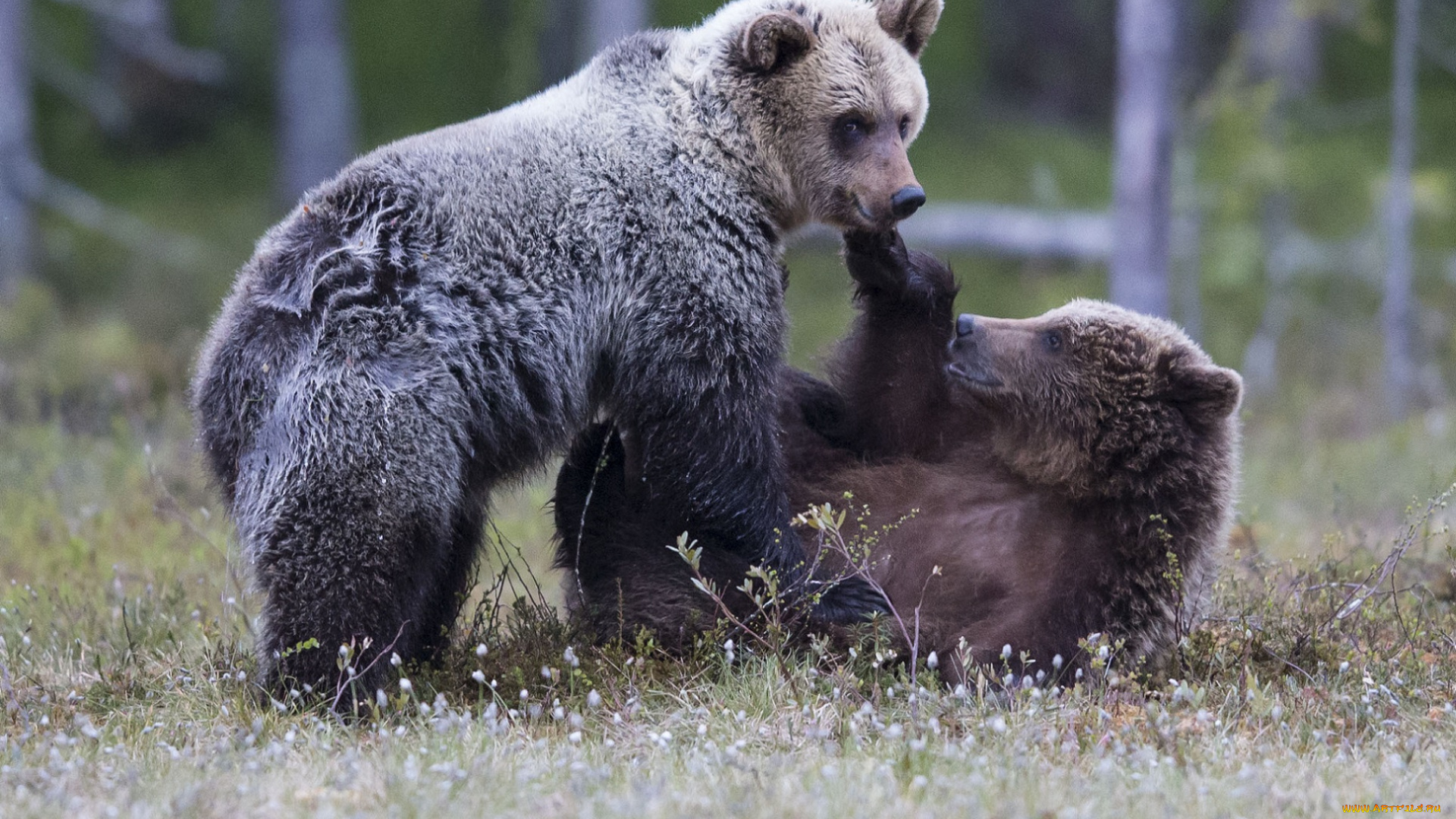 животные, медведи, лес, трава, пара, взгляд, нежность