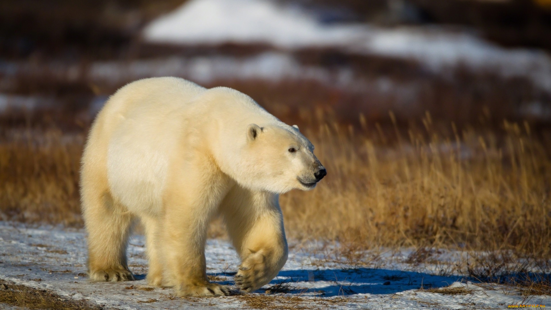 животные, медведи, взгляд