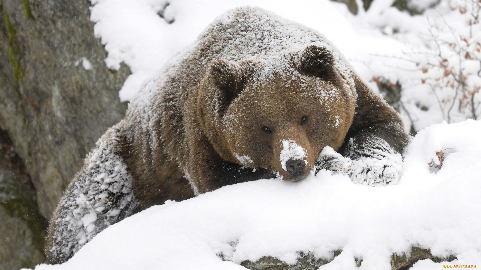 животные, медведи, взгляд, снег, морда