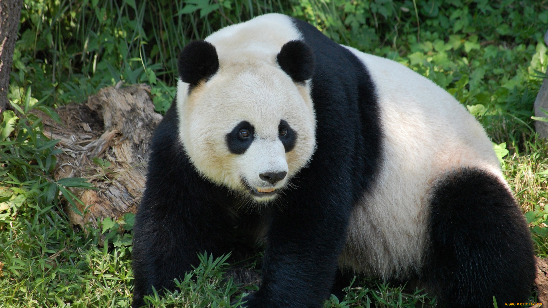 животные, панды, взгляд