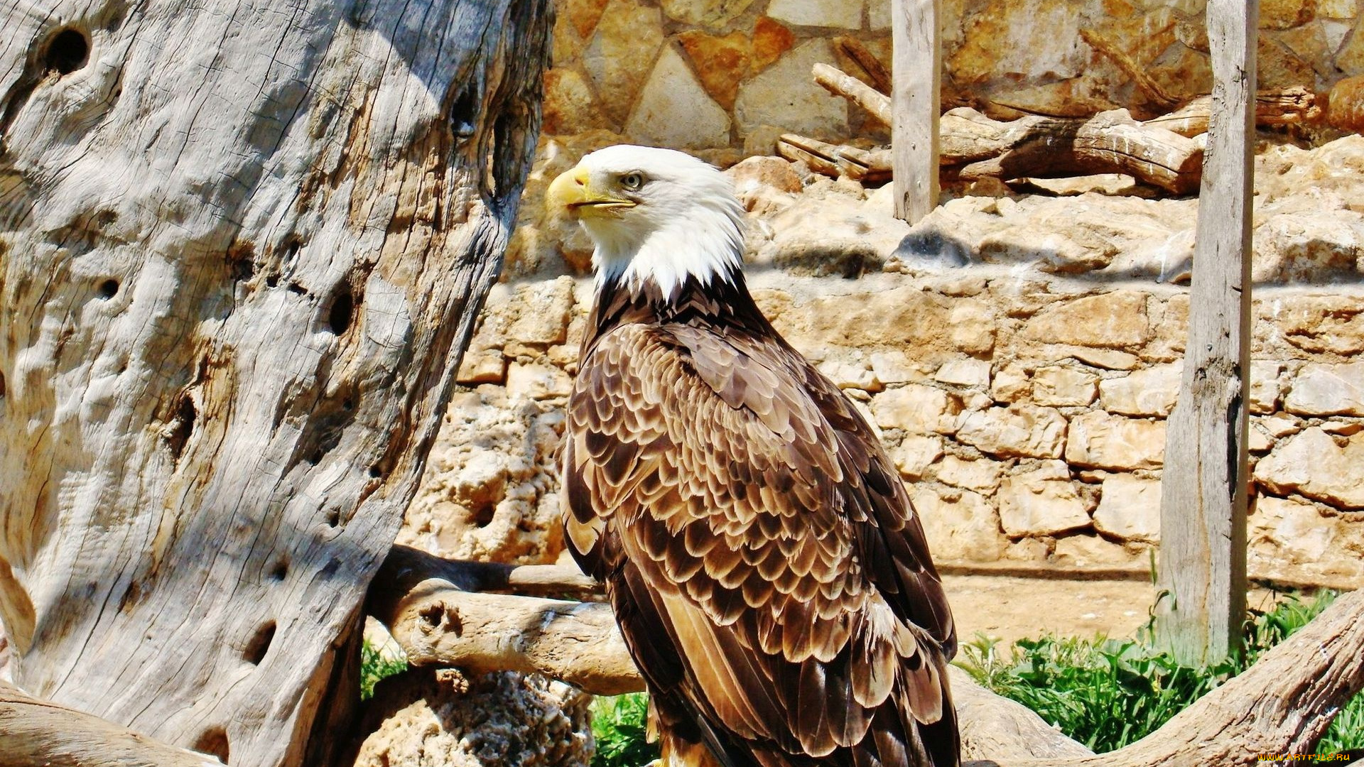 животные, птицы, -, хищники, клюв